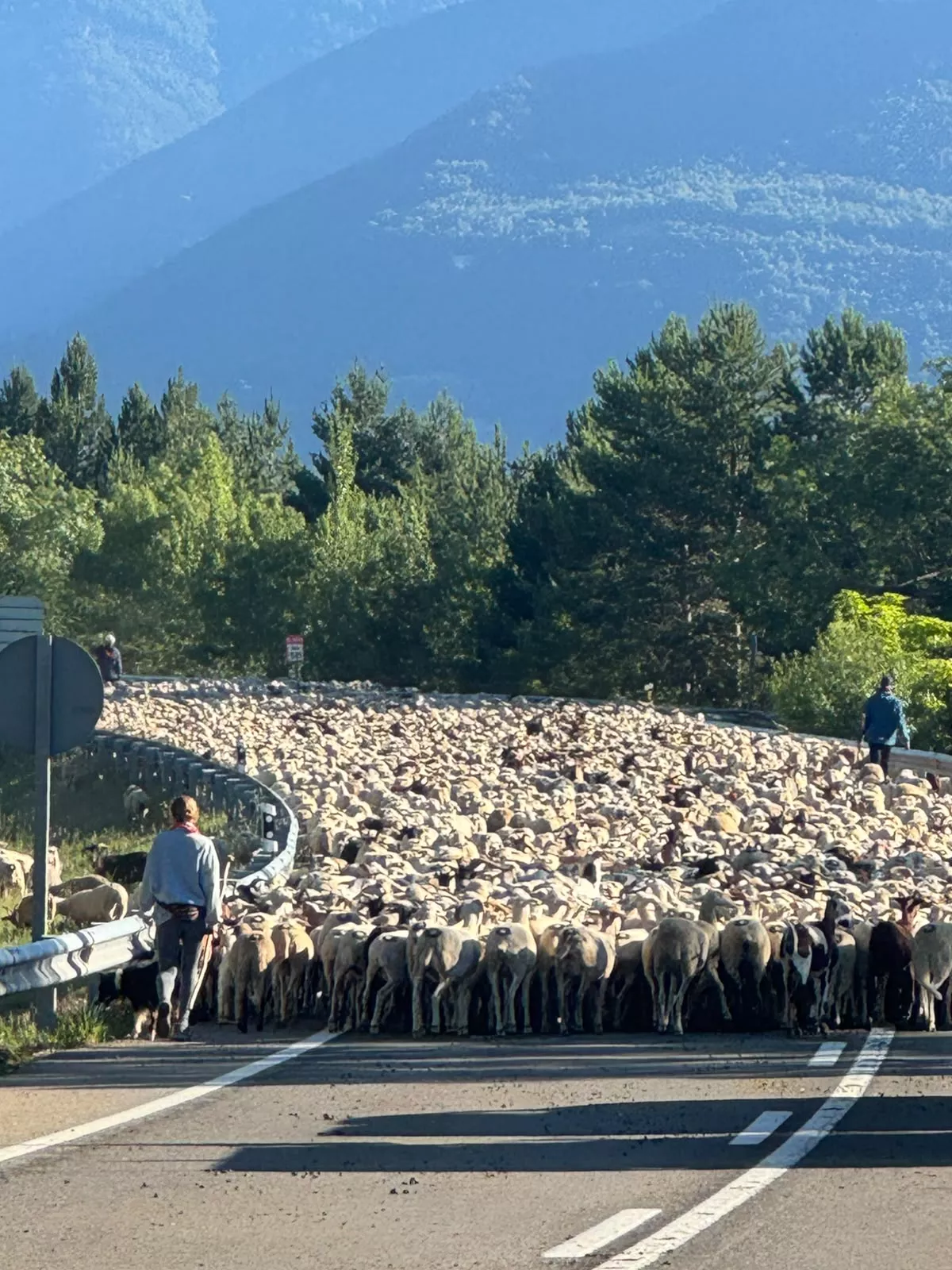 Trashumancia entre Senegüé y Biescas. Foto Iván Bordonada