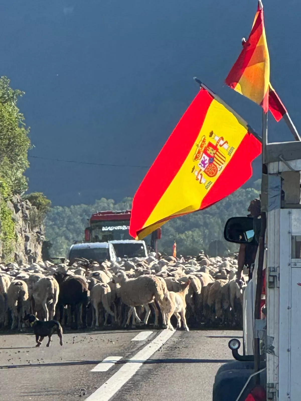 Trashumancia entre Senegüé y Biescas. Foto Iván Bordonada