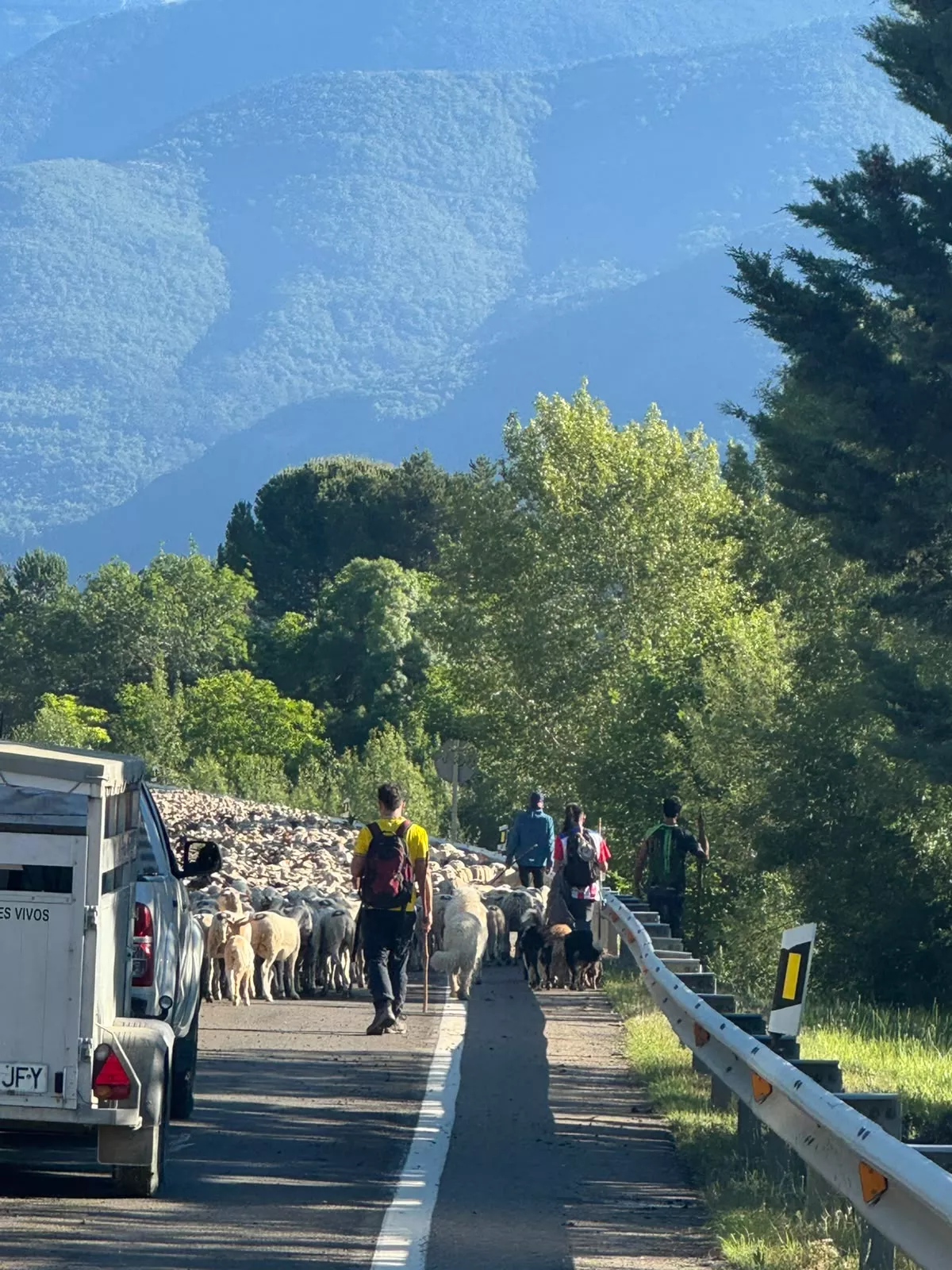 Trashumancia entre Senegüé y Biescas. Foto Iván Bordonada