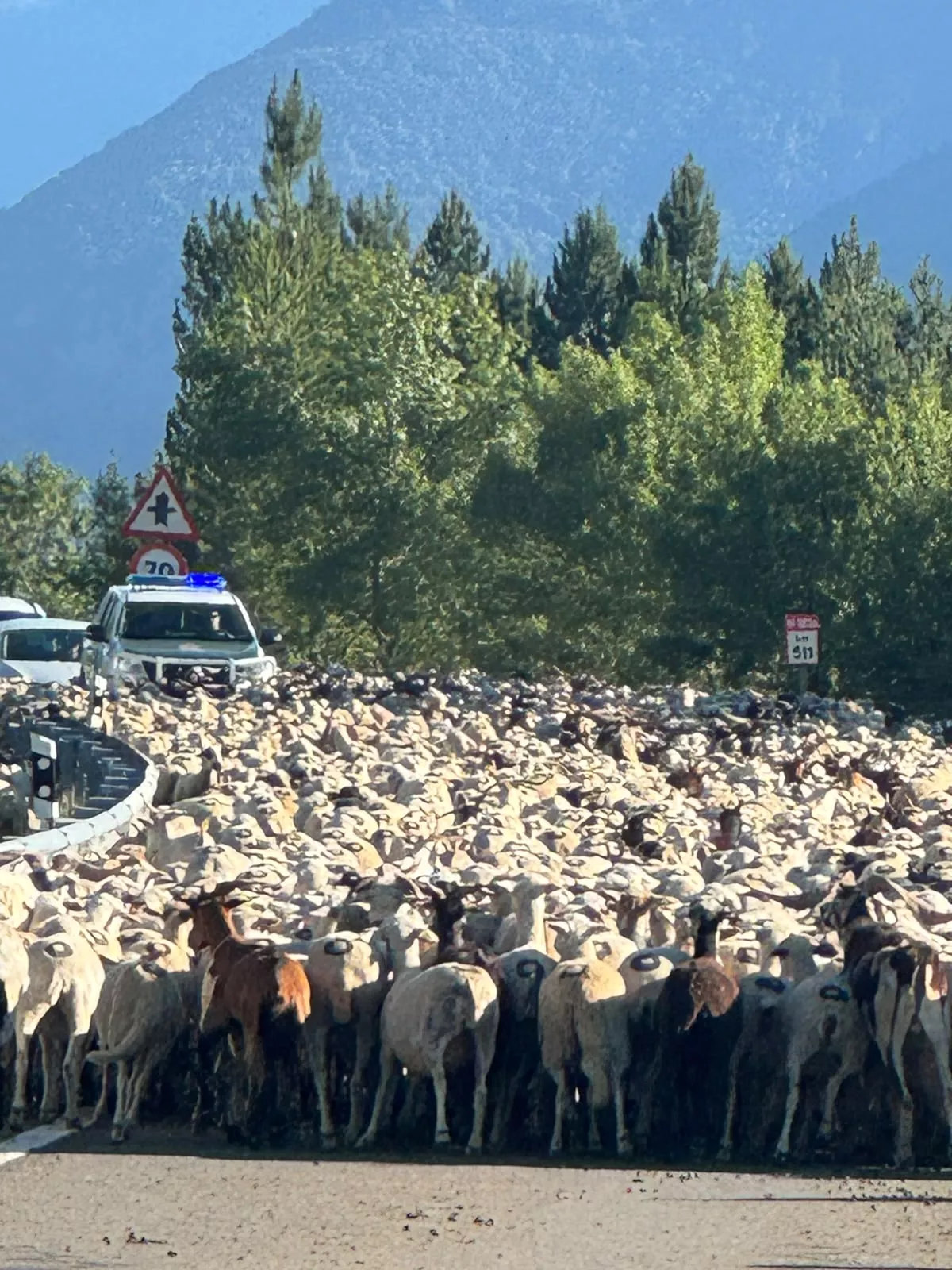 Trashumancia entre Senegüé y Biescas. Foto Iván Bordonada