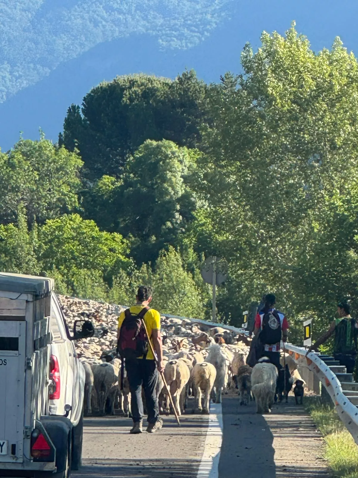 Trashumancia entre Senegüé y Biescas. Foto Iván Bordonada