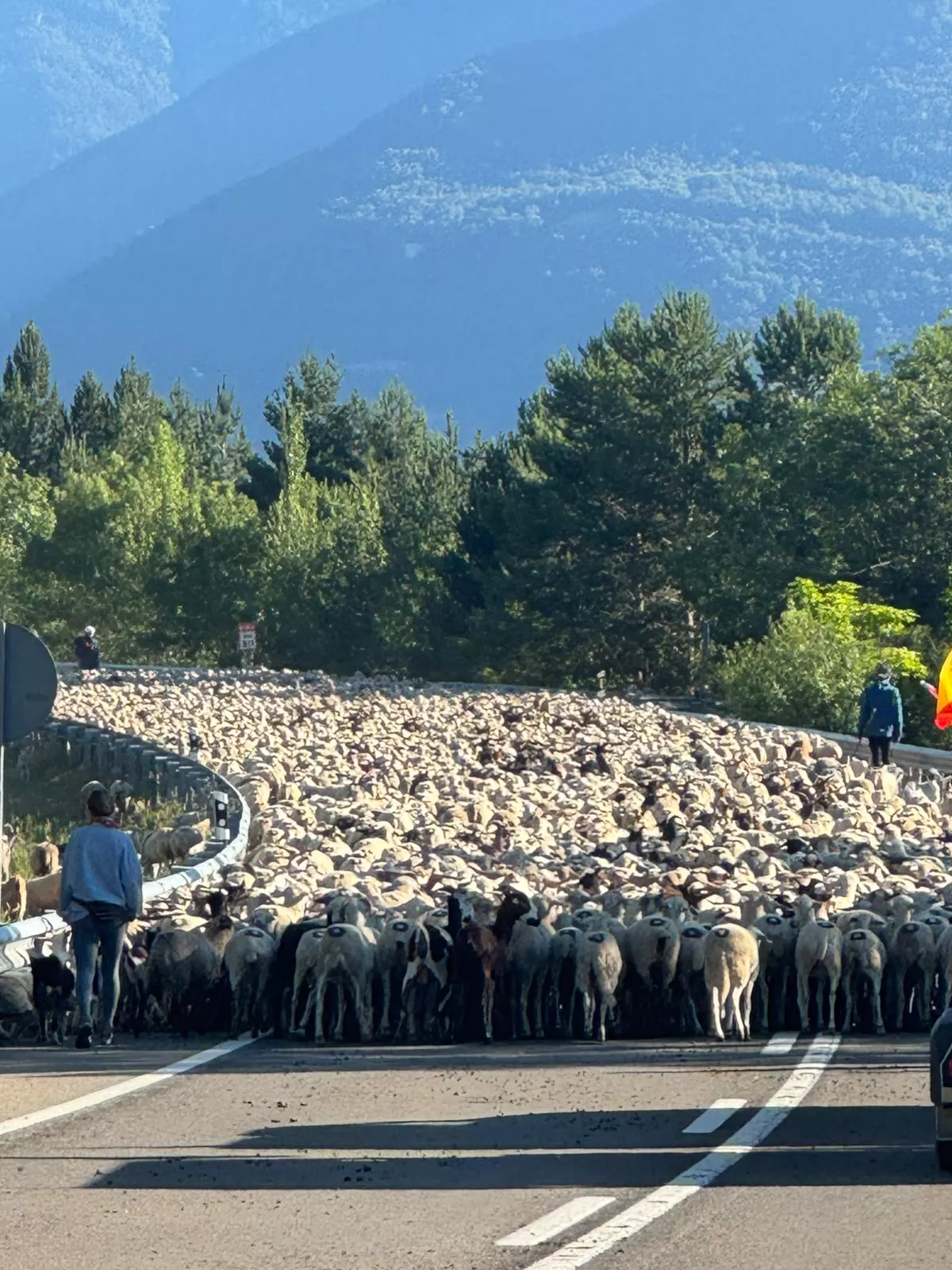 Trashumancia entre Senegüé y Biescas. Foto Iván Bordonada