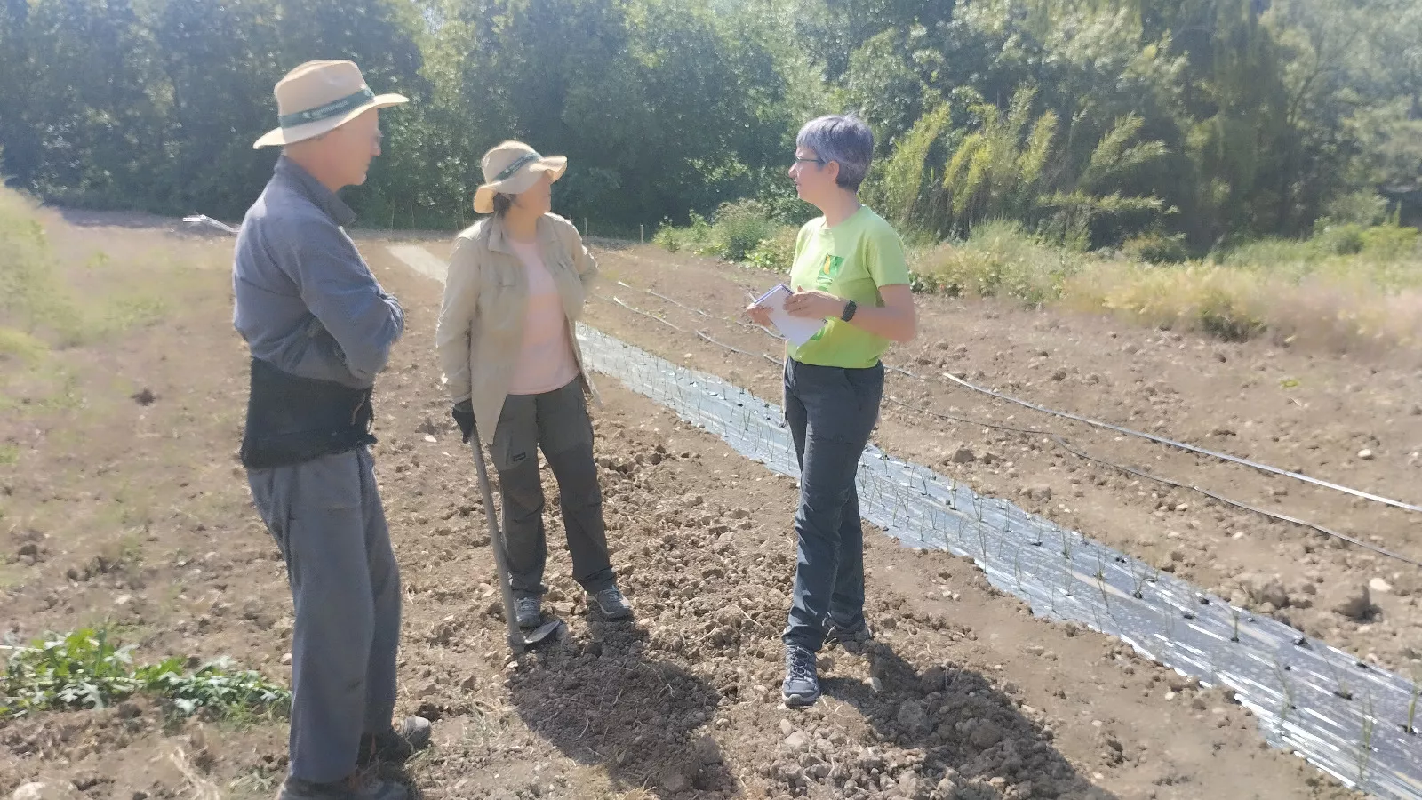 Visitas a una de las tres plantaciones del ensayo para la recuperación del Cebollón de Torres.