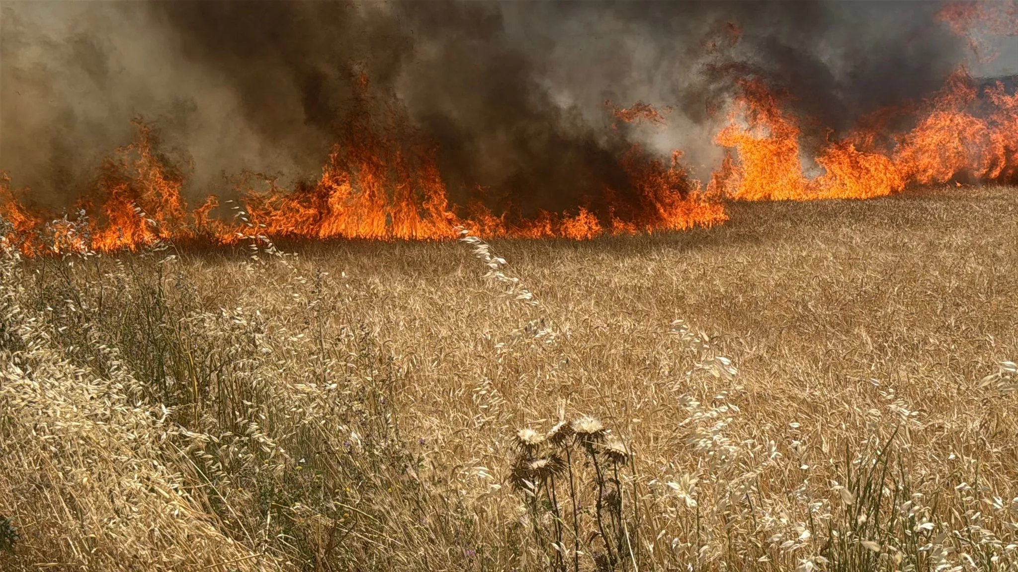 El frente de fuego en Loporzano. Foto Ignacio Almudévar