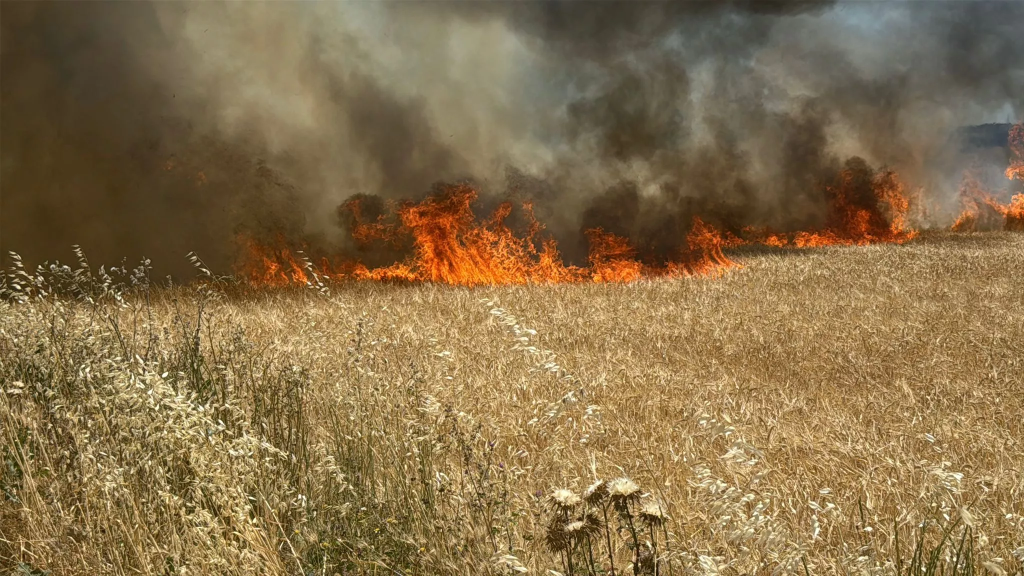 Incendio en campos de cereal en Loporzano. Foto Ignacio Almudévar