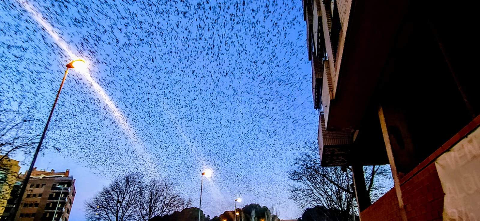Imágenes de miles de estorninos abandonando el pinar del Hospital Provincial y Paseo Lucas Mallada. Foto Joaquín Santafé