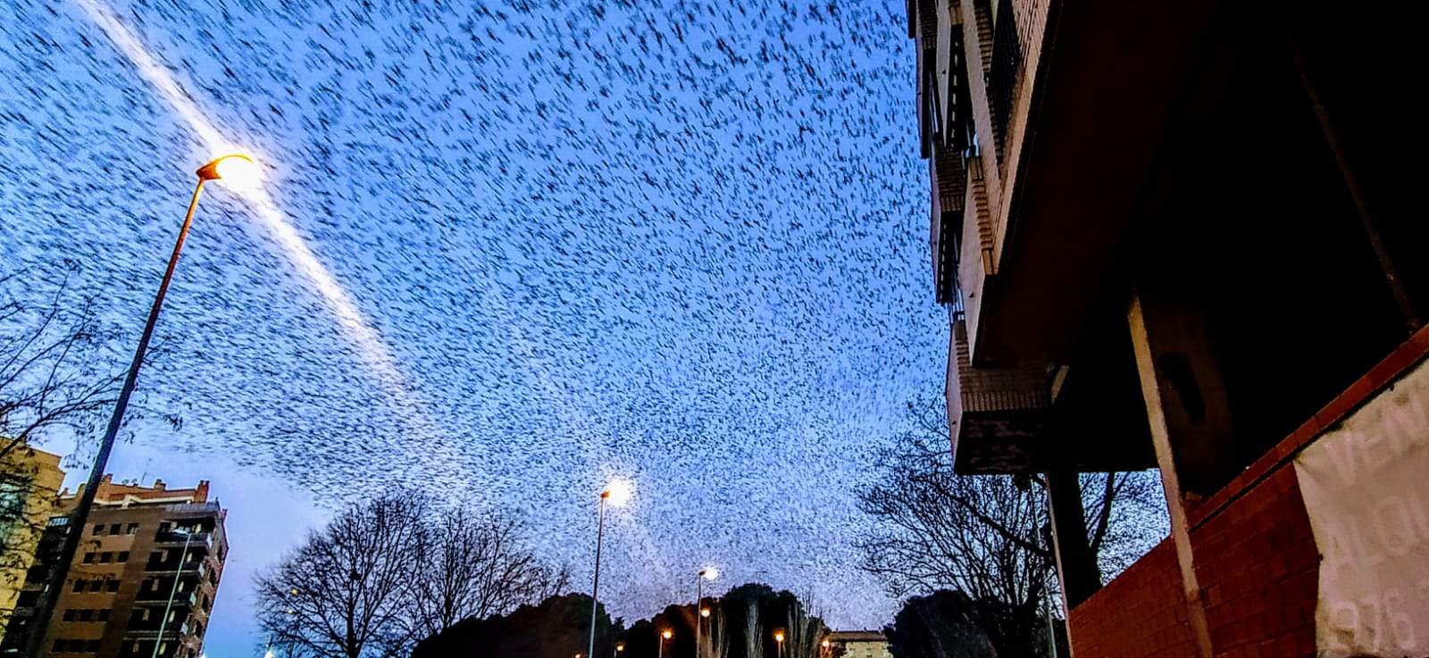 Imágenes de miles de estorninos abandonando el pinar del Hospital Provincial y Paseo Lucas Mallada. Foto Joaquín Santafé