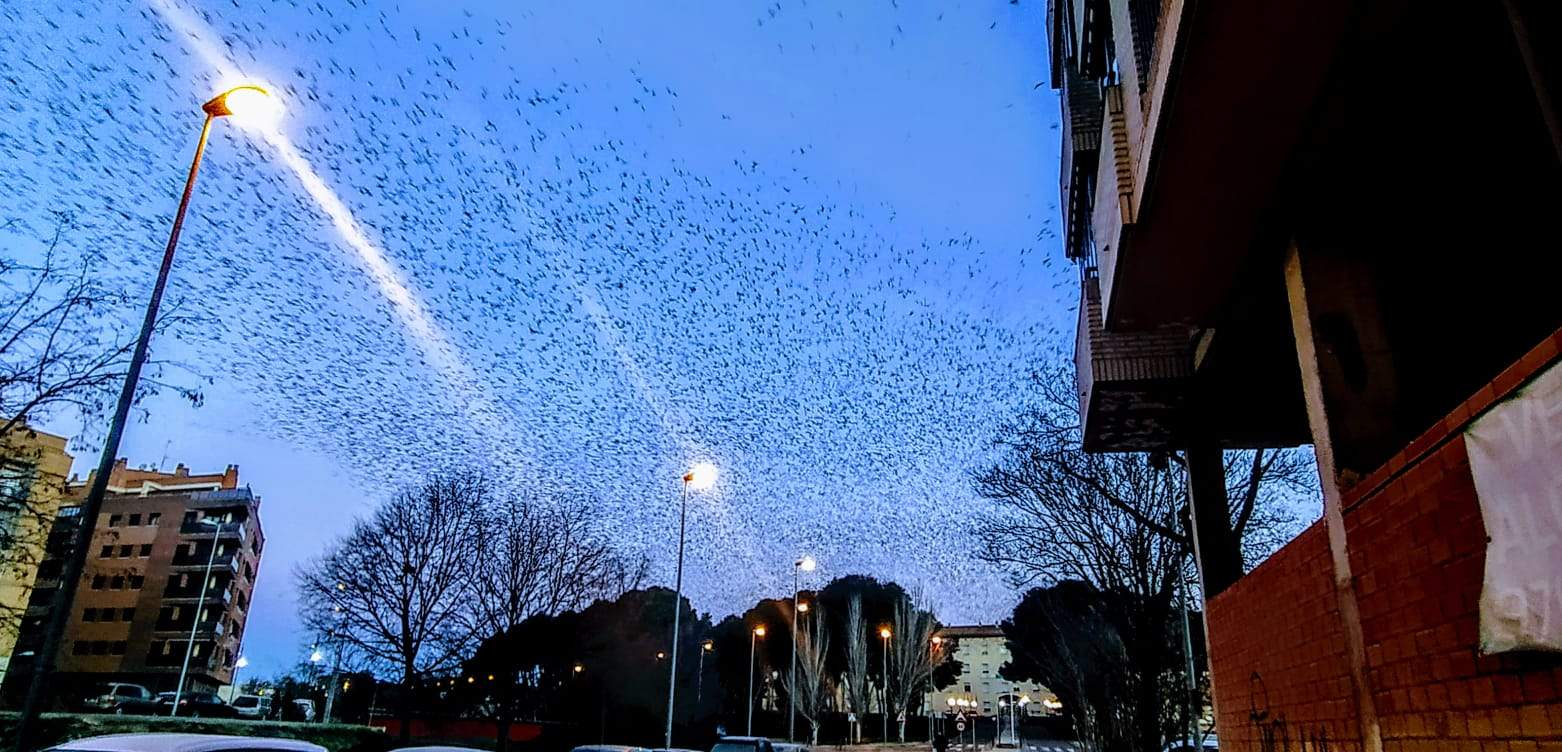 Imágenes de miles de estorninos abandonando el pinar del Hospital Provincial y Paseo Lucas Mallada. Foto Joaquín Santafé