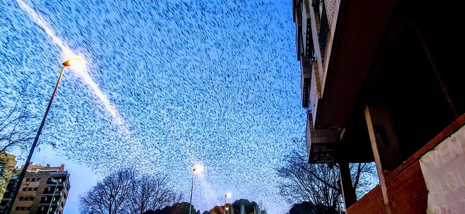 Imágenes de miles de estorninos abandonando el pinar del Hospital Provincial y Paseo Lucas Mallada. Foto Joaquín Santafé