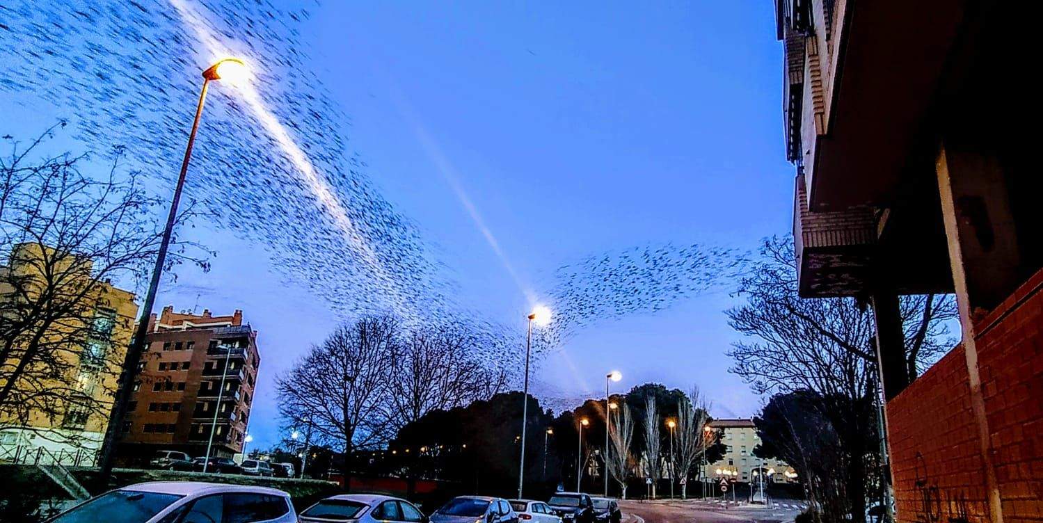 Imágenes de miles de estorninos abandonando el pinar del Hospital Provincial y Paseo Lucas Mallada. Foto Joaquín Santafé