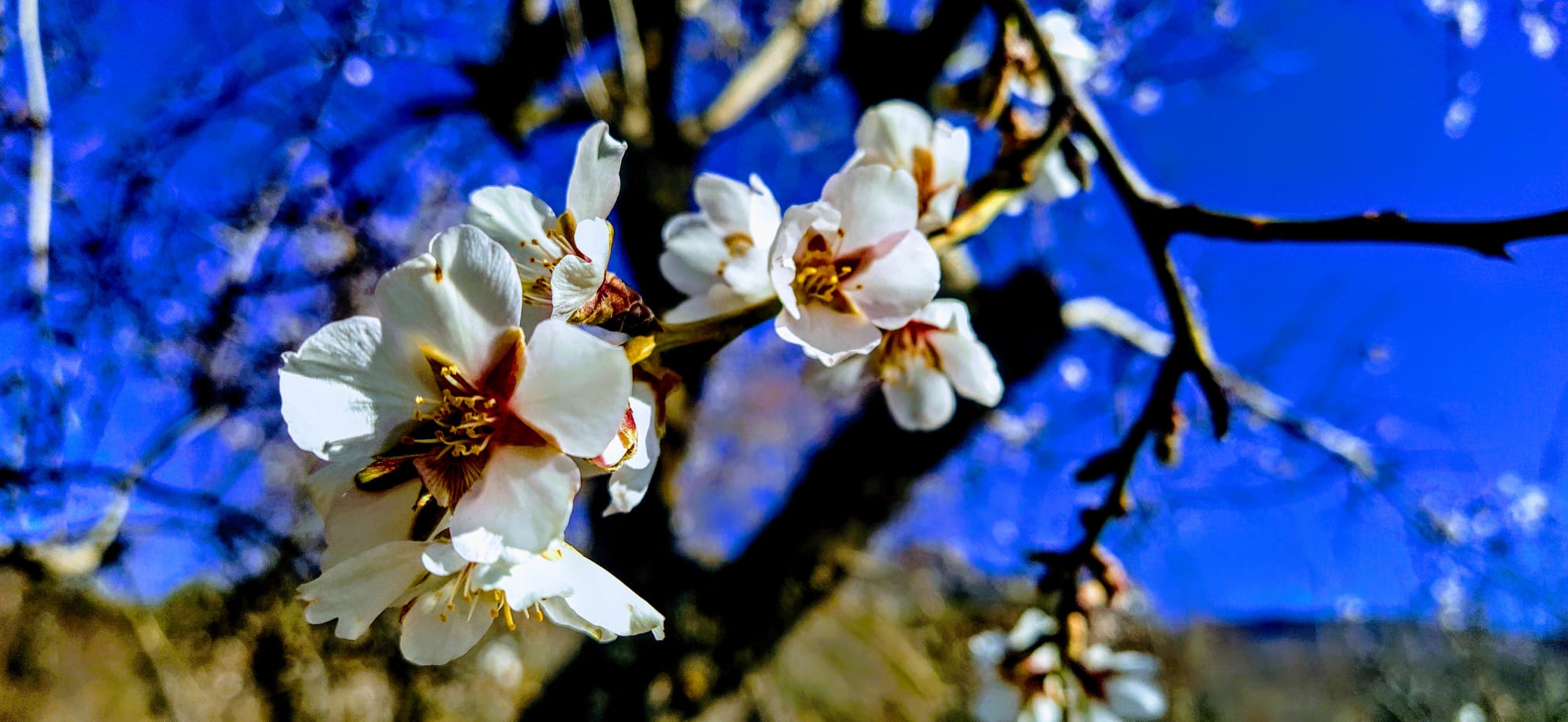 Los almendros florecen imparables, a pesar de que tenemos unas noches heladoras... Foto Joaquín Santafé