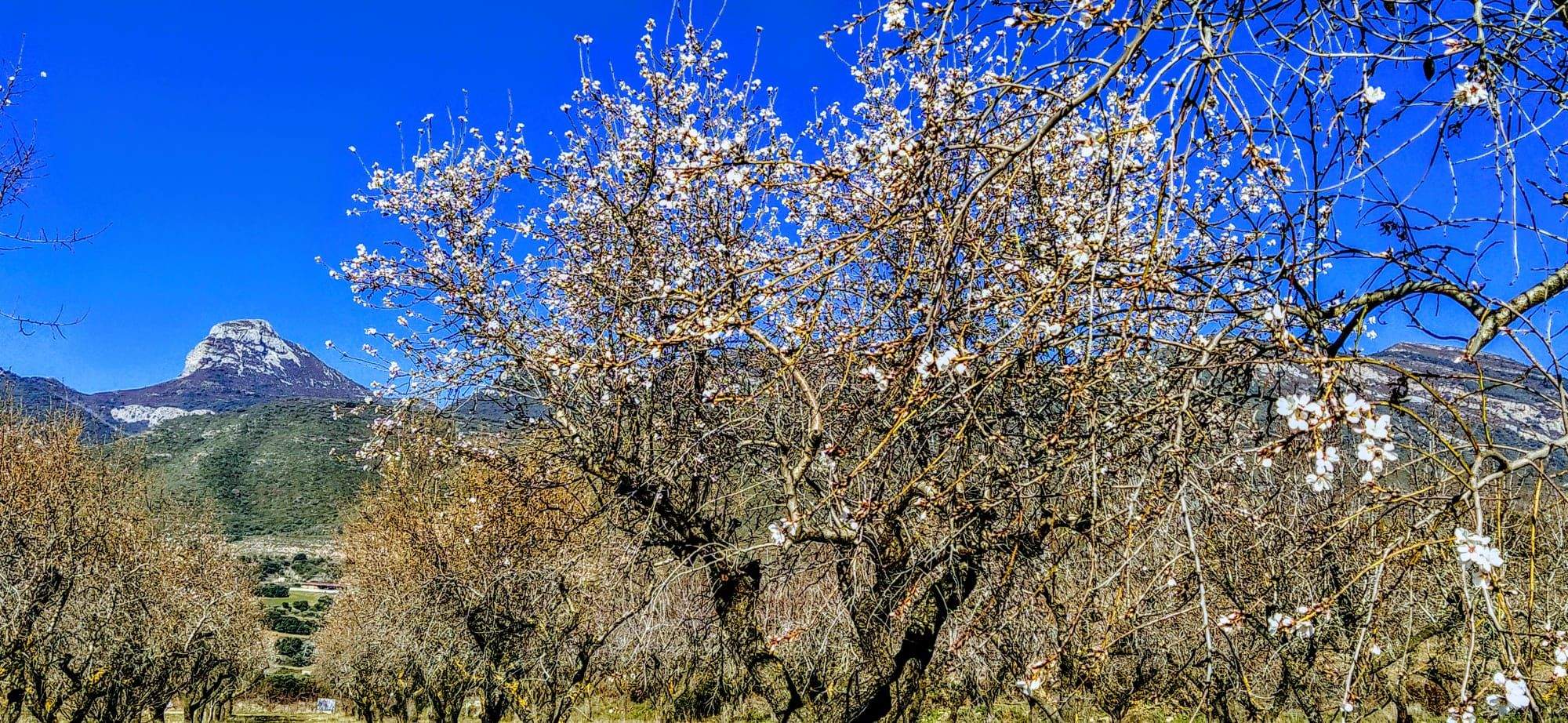 Producción histórica de almendra acompañada de unos precios en demolición. Foto Joaquín Santafé