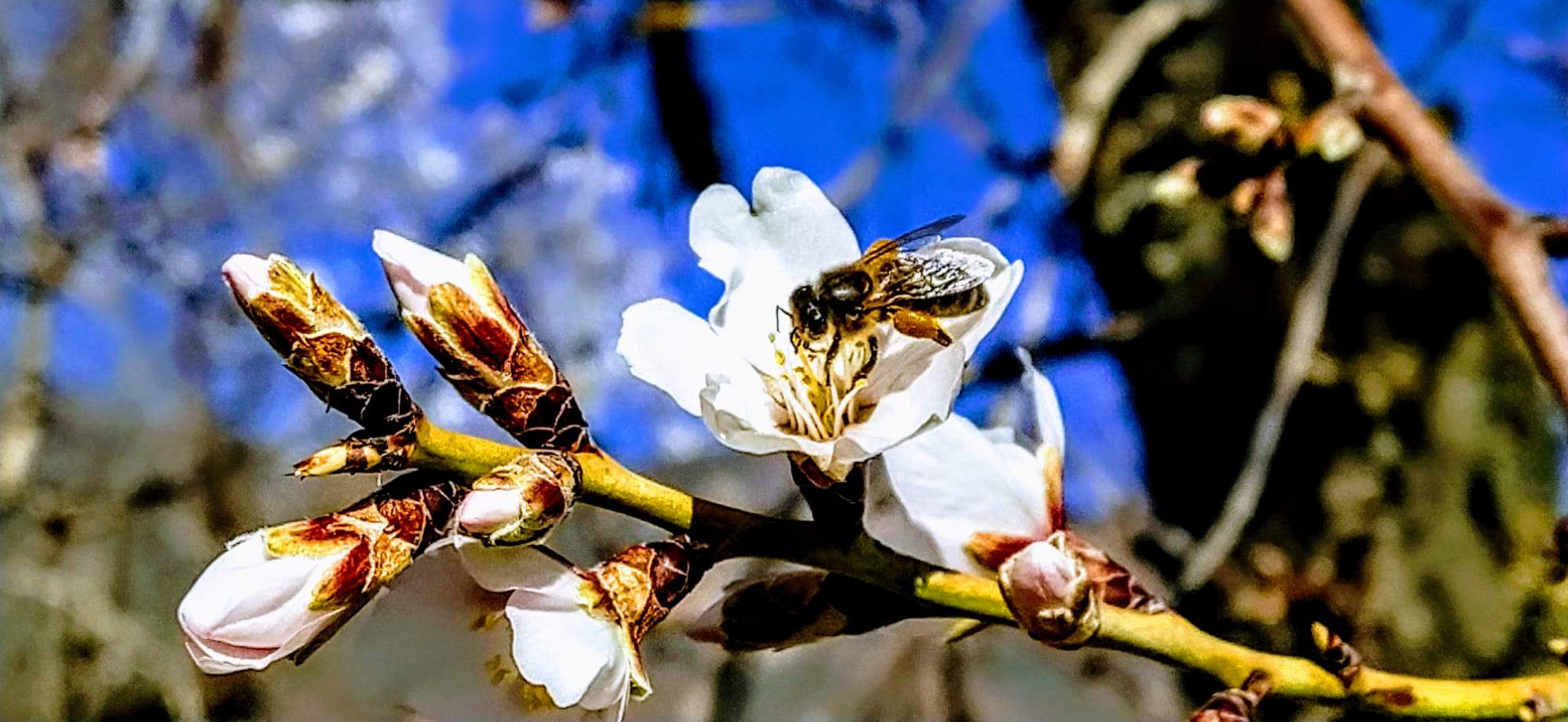Nueno y su entorno: la naturaleza es imparable en sus ciclos. Foto Joaquín Santafé