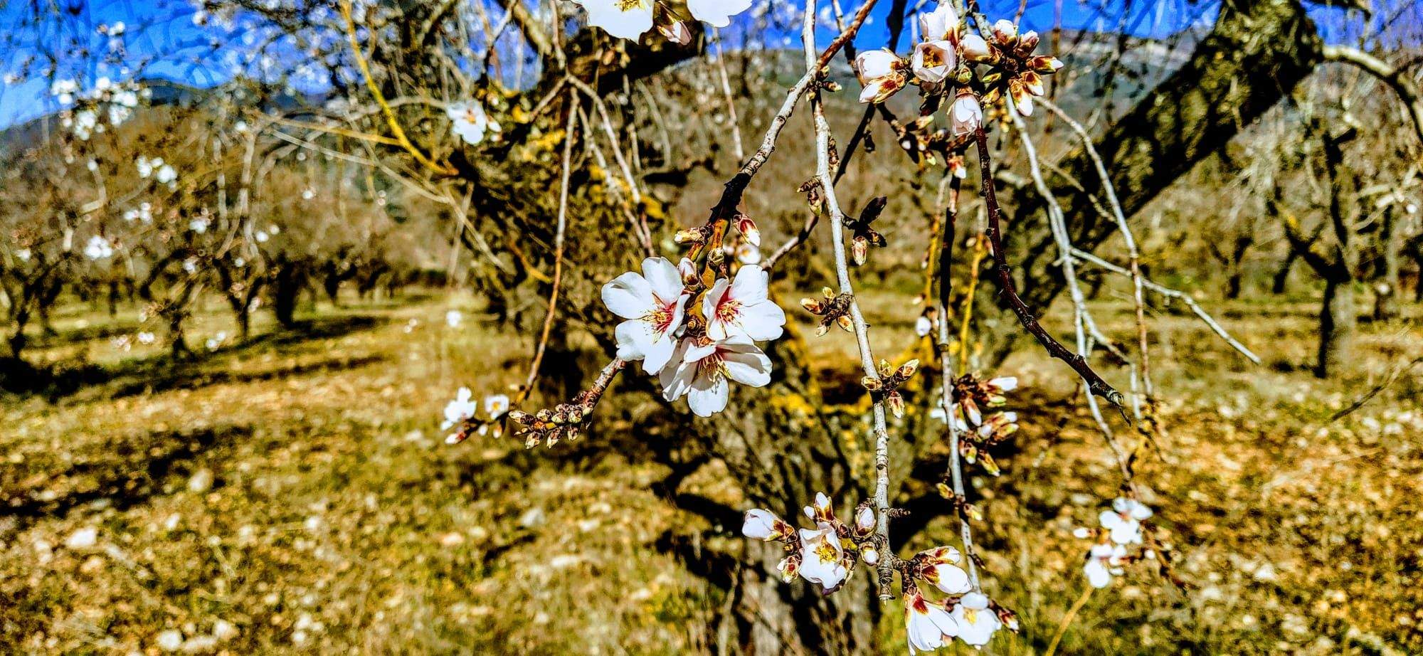 Una delicia de paseo floral. Foto Joaquín Santafé