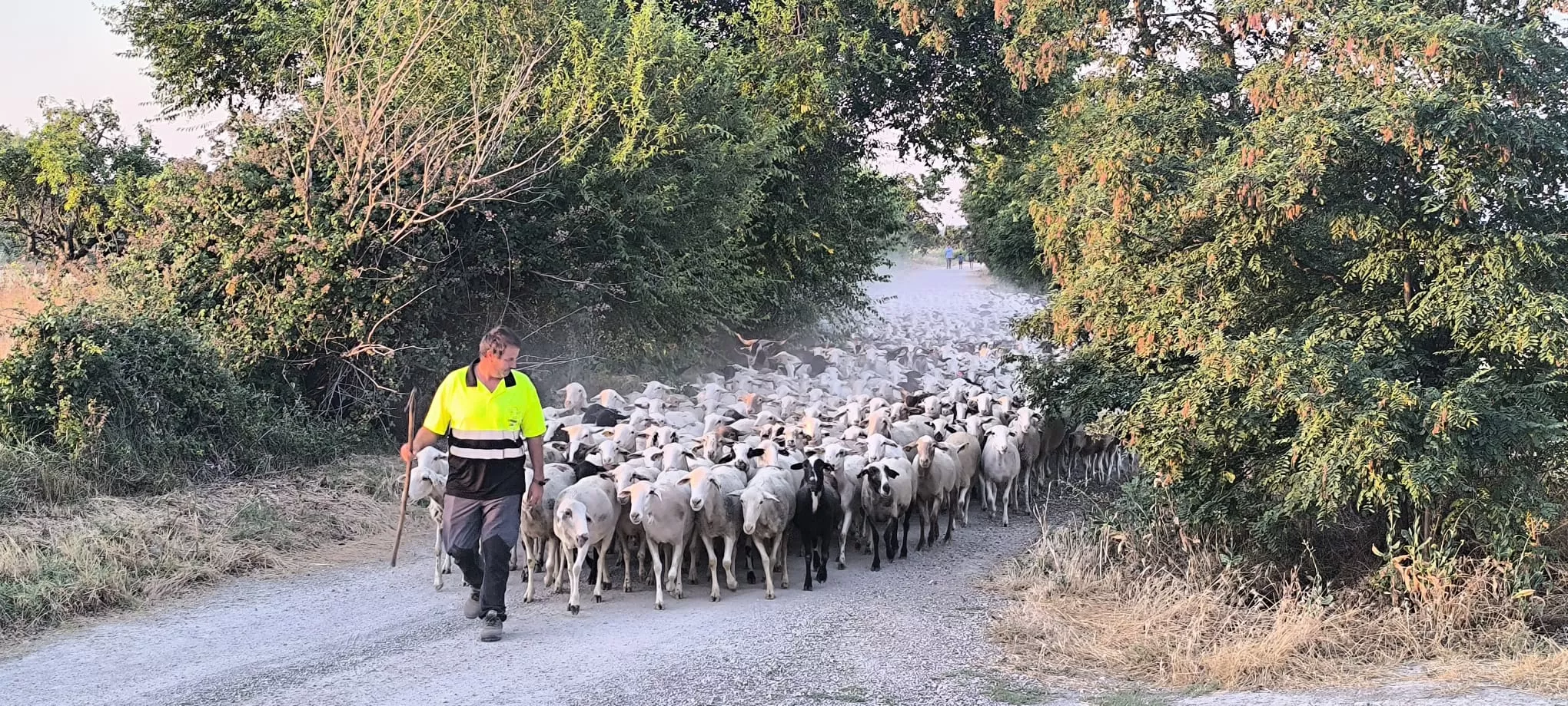 Trashumancia con los pastores de Casa Chilica al Ibón de Ip. Foto Joaquín Santafé