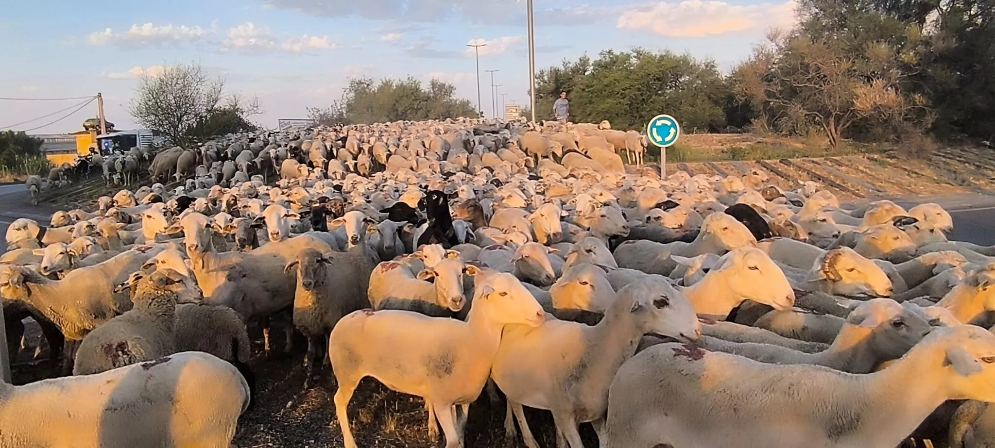 Trashumancia con los pastores de Casa Chilica al Ibón de Ip. Foto Joaquín Santafé