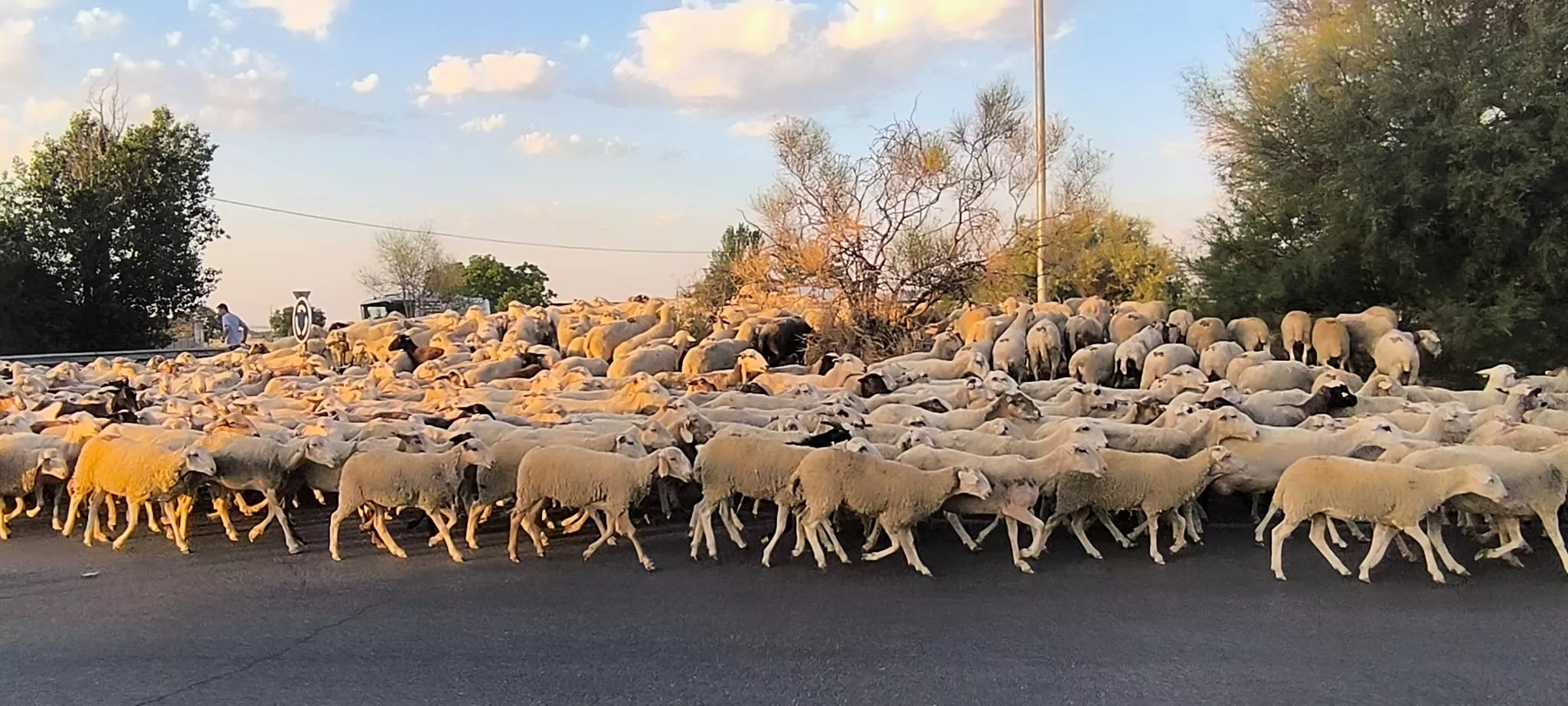 Trashumancia con los pastores de Casa Chilica al Ibón de Ip. Foto Joaquín Santafé