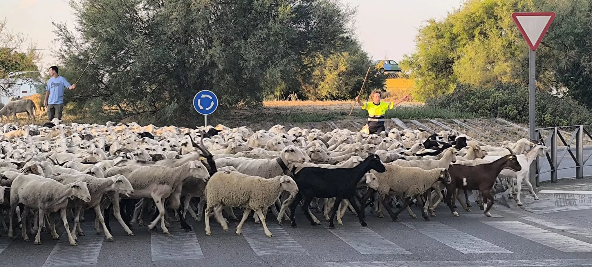 Trashumancia con los pastores de Casa Chilica al Ibón de Ip. Foto Joaquín Santafé