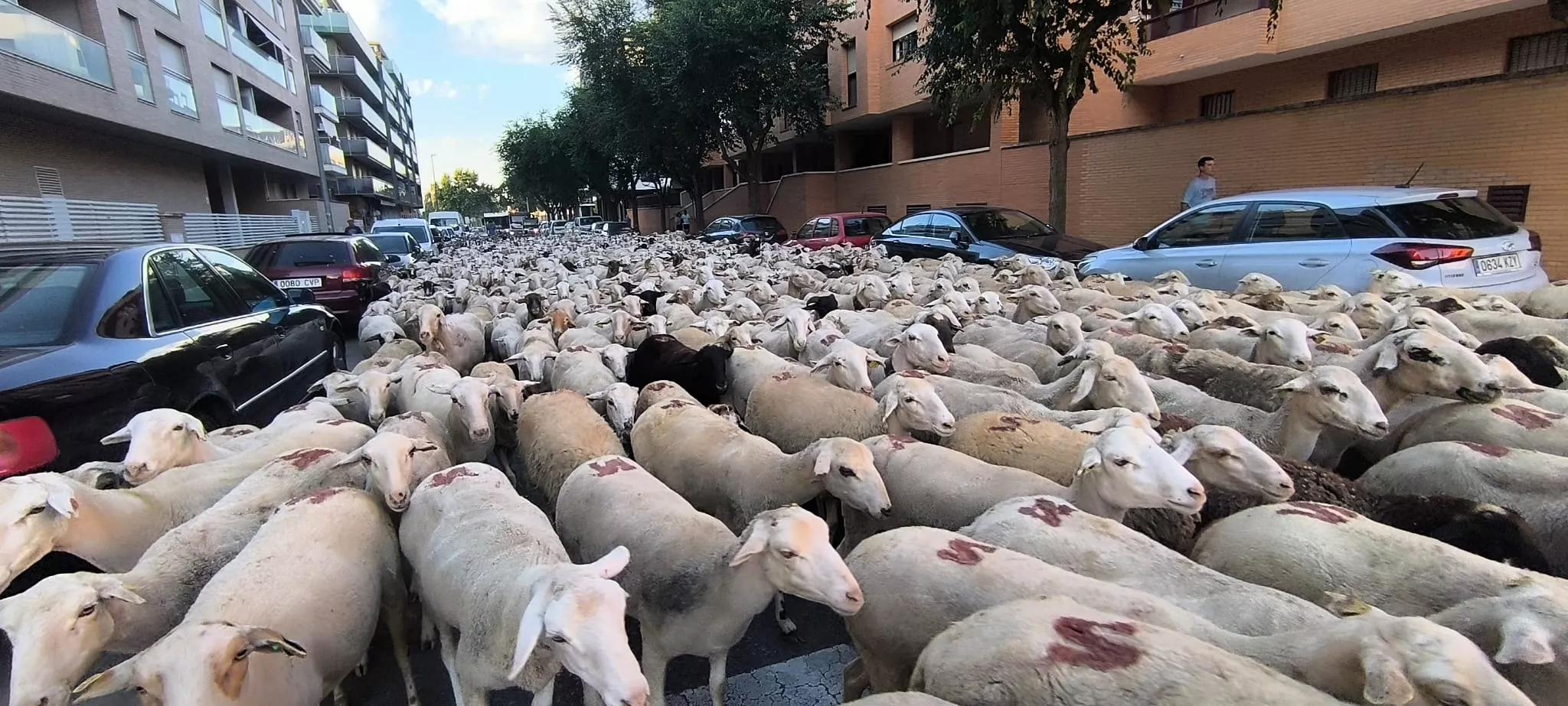 Trashumancia con los pastores de Casa Chilica al Ibón de Ip. Foto Joaquín Santafé
