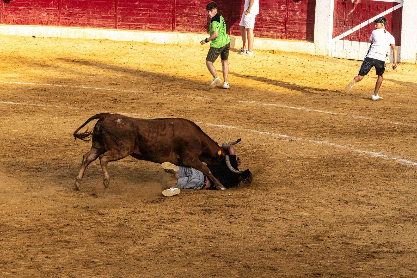 Vaquillas en la jornada de este sábado. Foto José Antonio Terrón