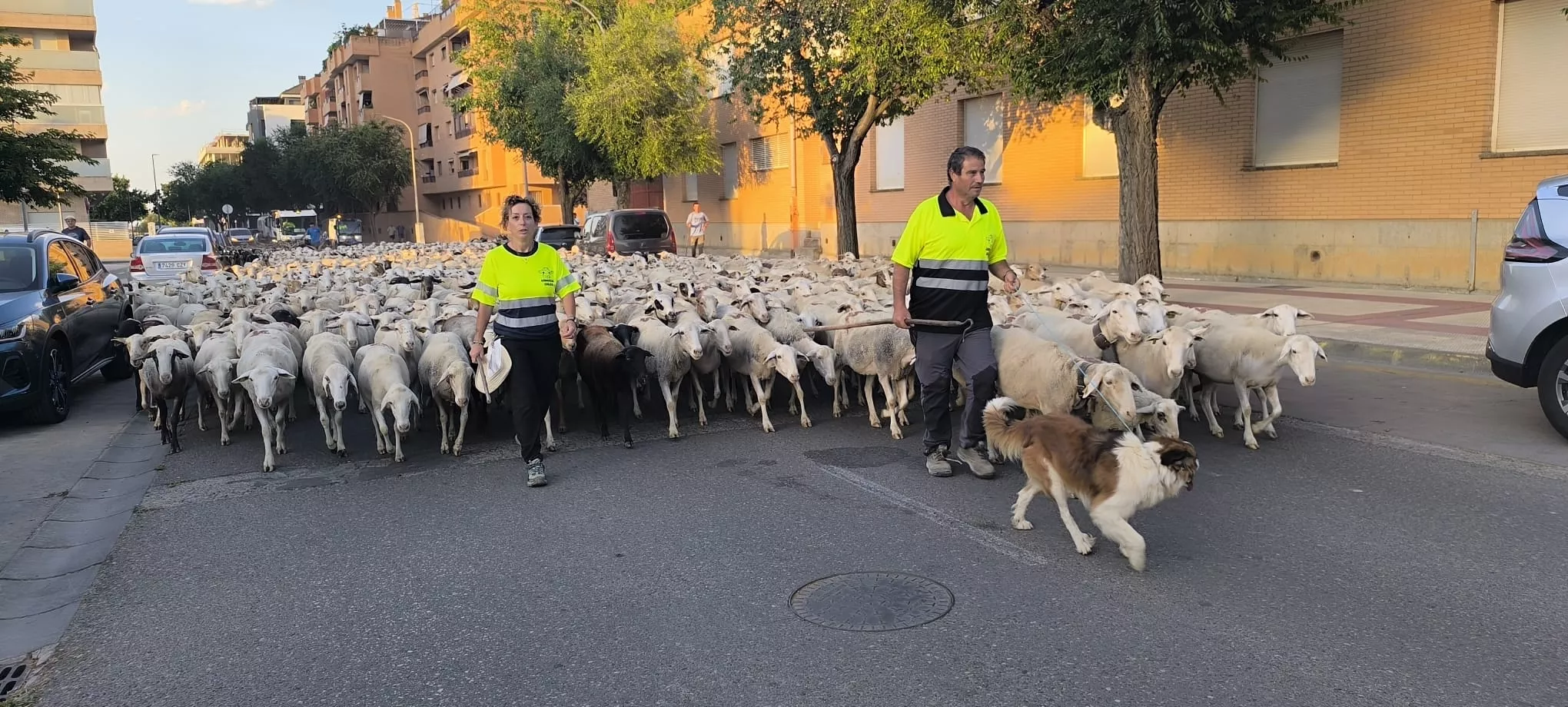 Trashumancia con los pastores de Casa Chilica al Ibón de Ip. Foto Joaquín Santafé