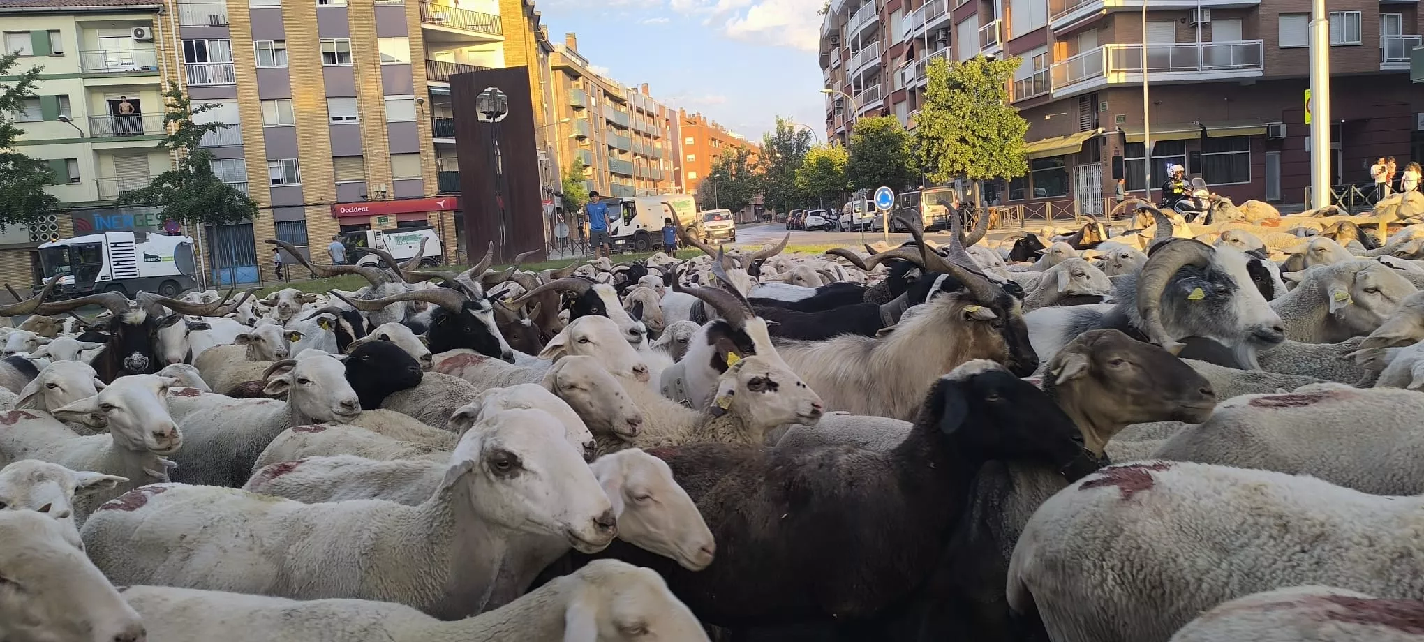 Trashumancia con los pastores de Casa Chilica al Ibón de Ip. Foto Joaquín Santafé