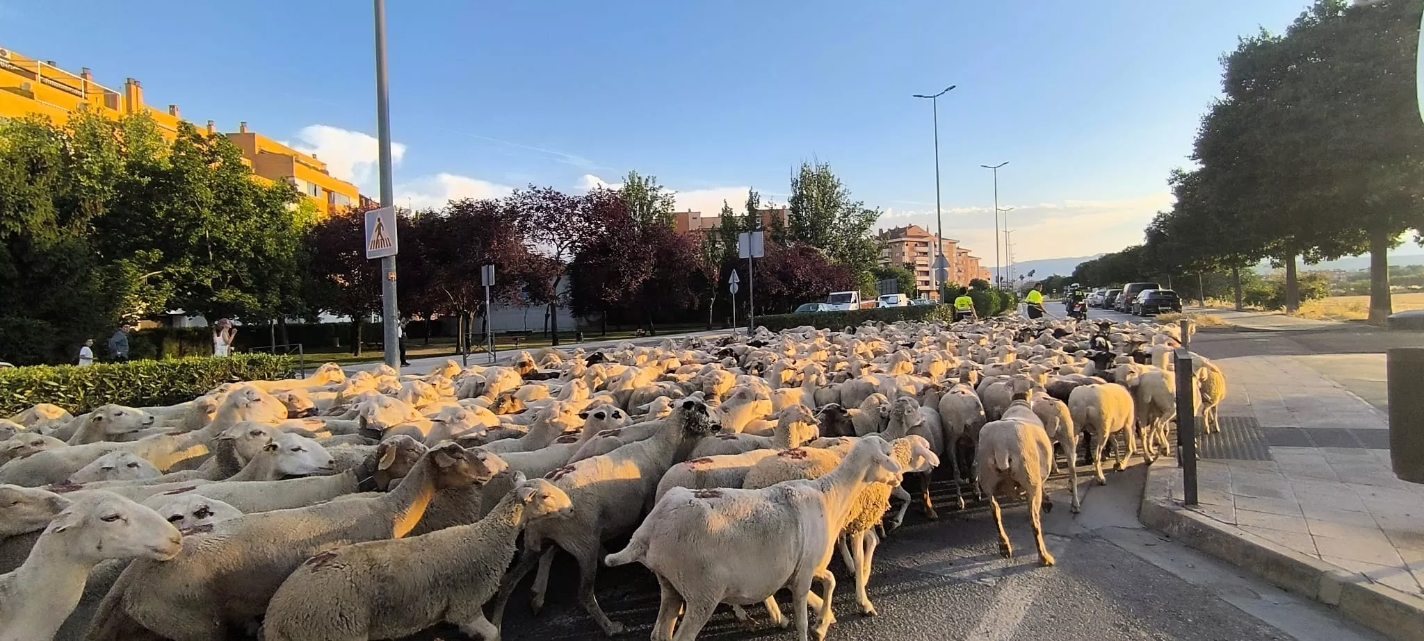 Trashumancia con los pastores de Casa Chilica al Ibón de Ip. Foto Joaquín Santafé