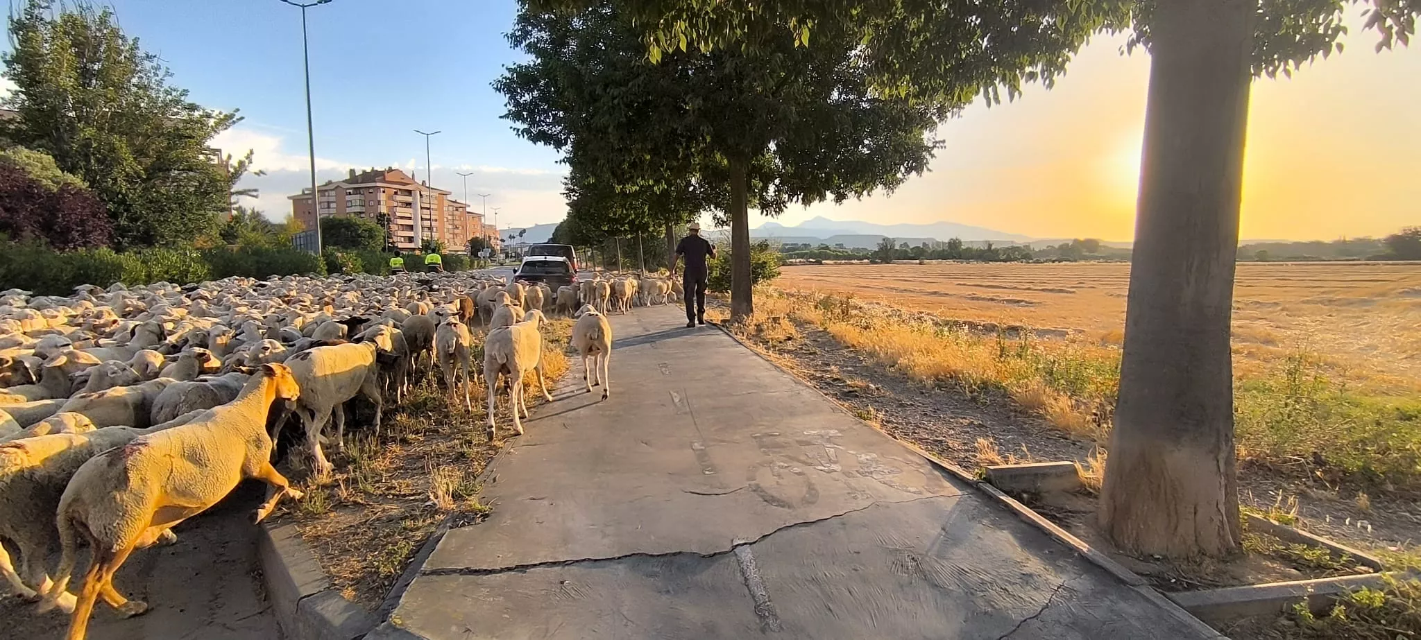 Trashumancia con los pastores de Casa Chilica al Ibón de Ip. Foto Joaquín Santafé