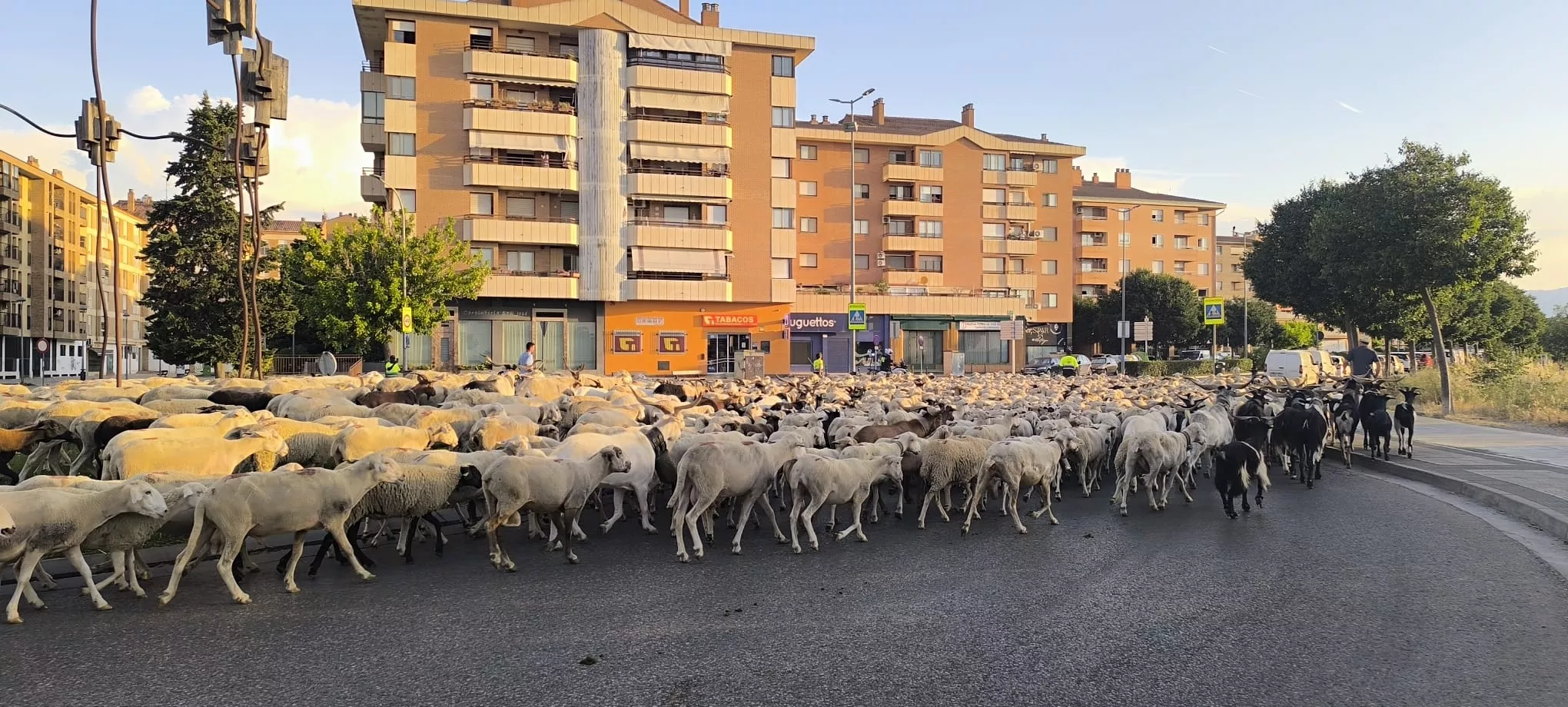 Trashumancia con los pastores de Casa Chilica al Ibón de Ip. Foto Joaquín Santafé