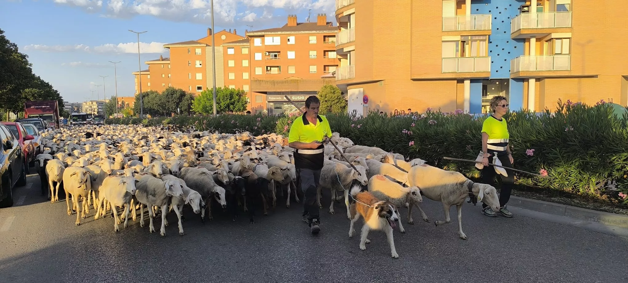 Trashumancia con los pastores de Casa Chilica al Ibón de Ip. Foto Joaquín Santafé