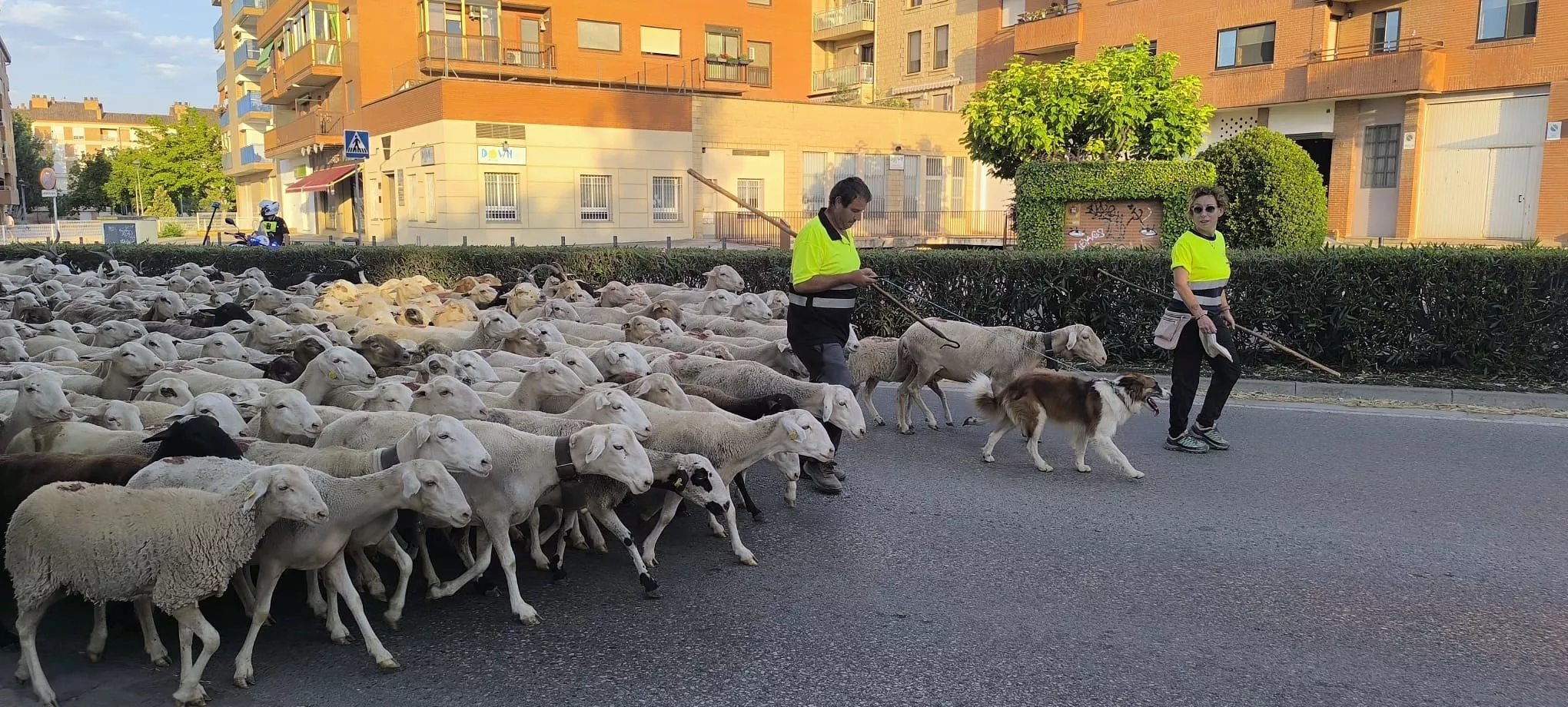 Trashumancia con los pastores de Casa Chilica al Ibón de Ip. Foto Joaquín Santafé