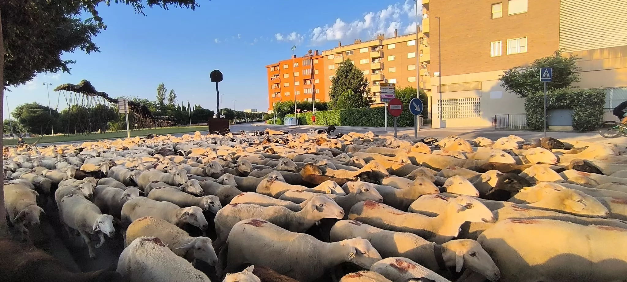 Trashumancia con los pastores de Casa Chilica al Ibón de Ip. Foto Joaquín Santafé