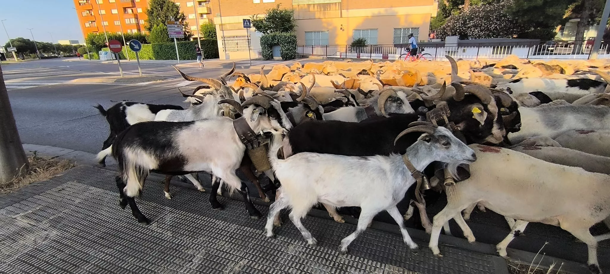 Trashumancia con los pastores de Casa Chilica al Ibón de Ip. Foto Joaquín Santafé