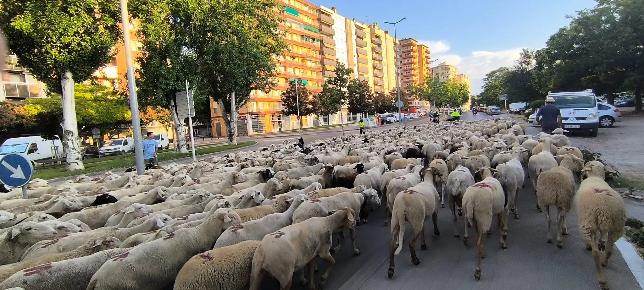 Trashumancia con los pastores de Casa Chilica al Ibón de Ip. Foto Joaquín Santafé