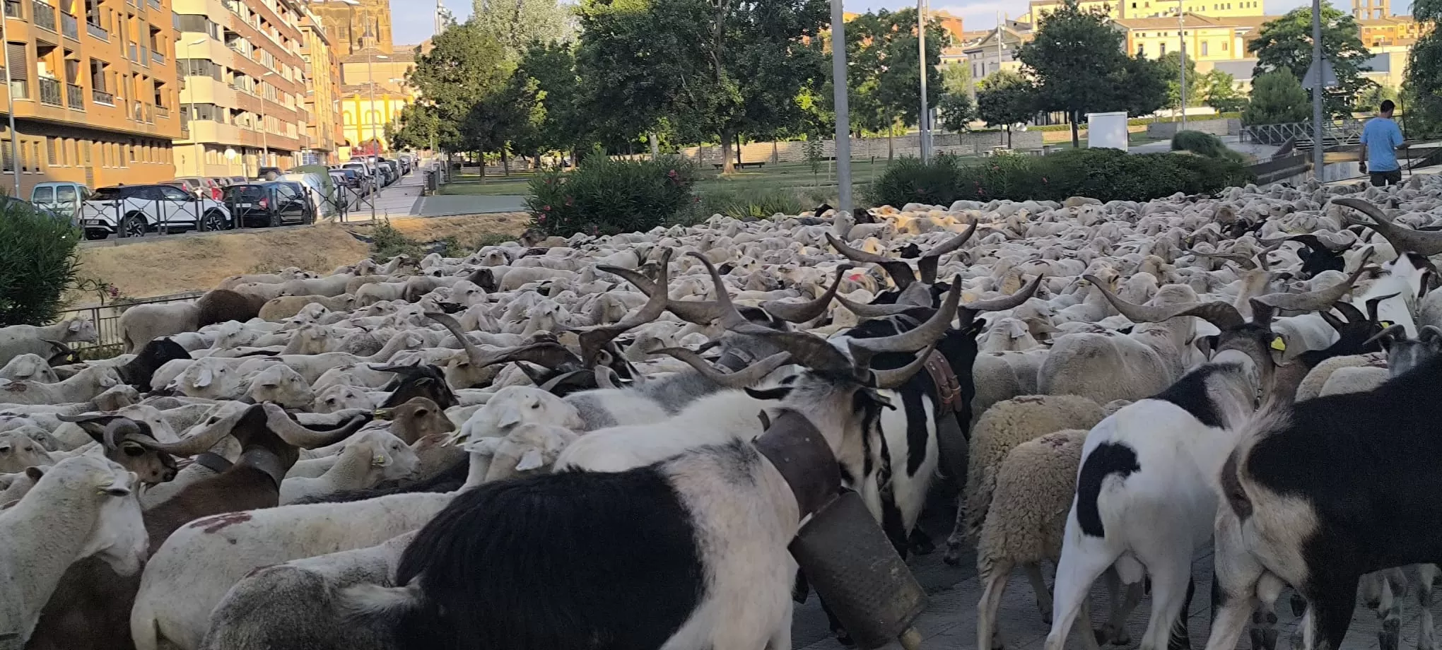 Un millar de ovejas y cabras atraviesa Huesca. Foto Joaquín Santafé