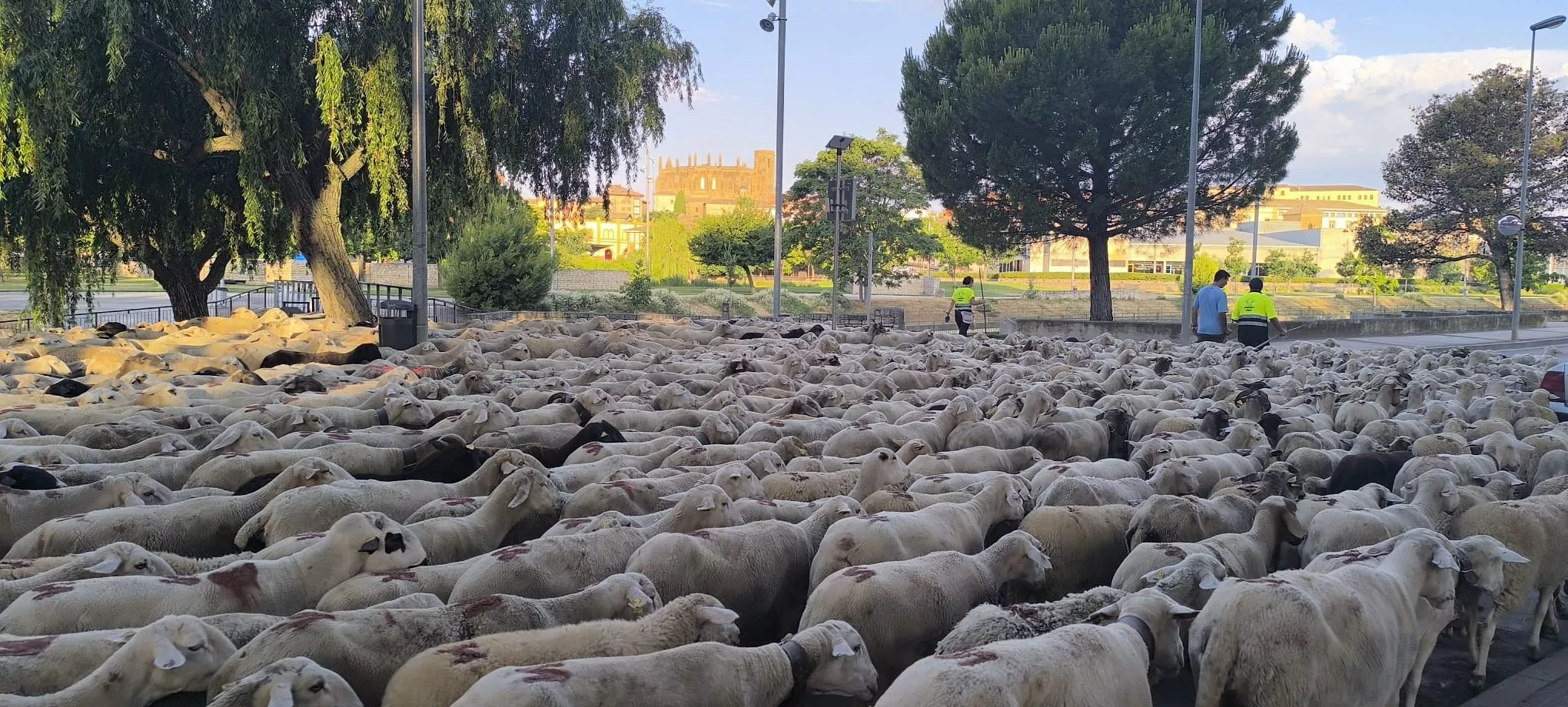Trashumancia con los pastores de Casa Chilica al Ibón de Ip. Foto Joaquín Santafé