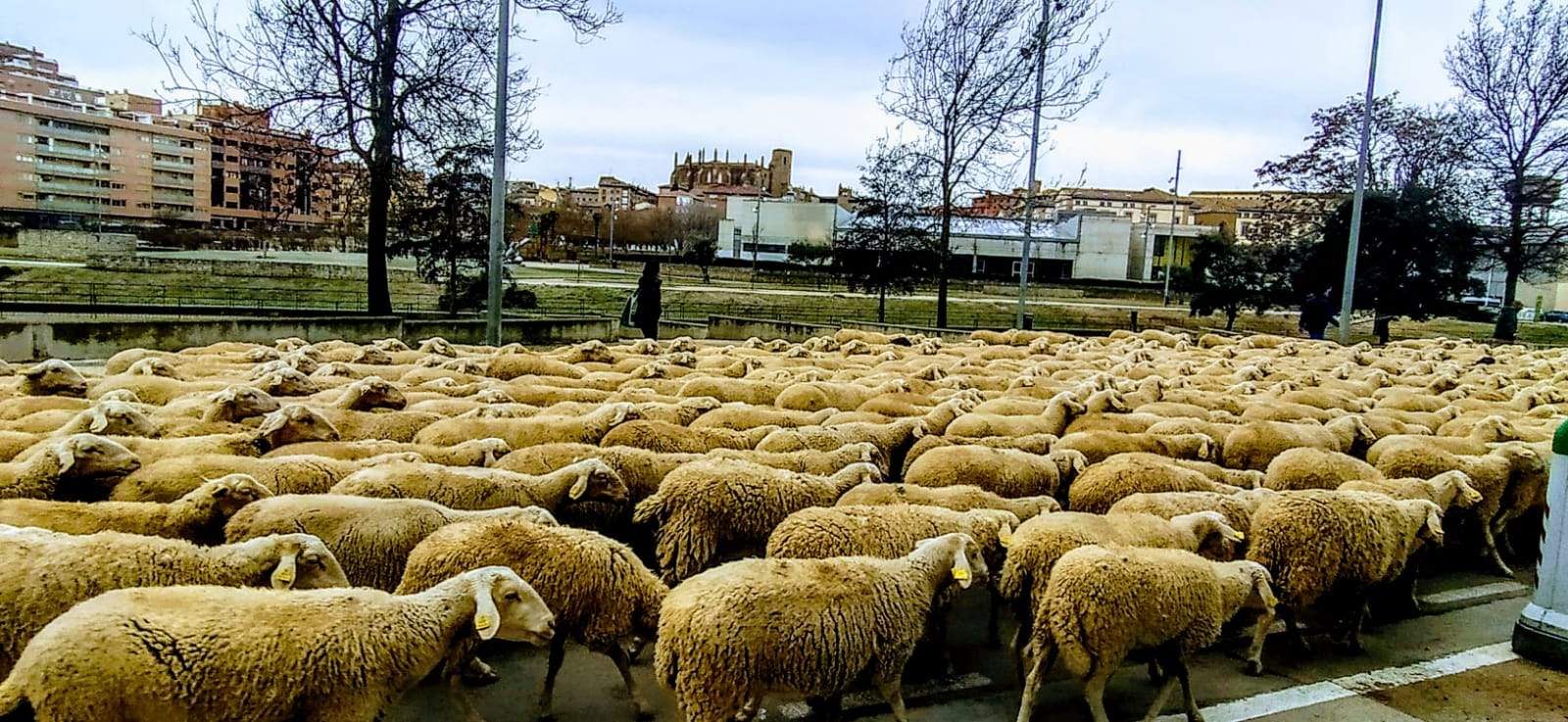Imágenes de una trashumancia por las calles de Huesca, camino de Apiés. Foto Joaquín Santafé