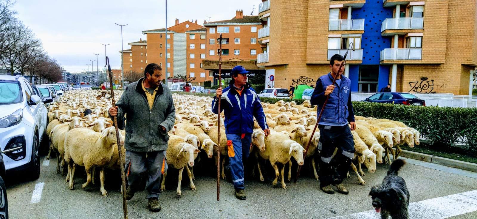 Imágenes de una trashumancia por las calles de Huesca. Foto Joaquín Santafé