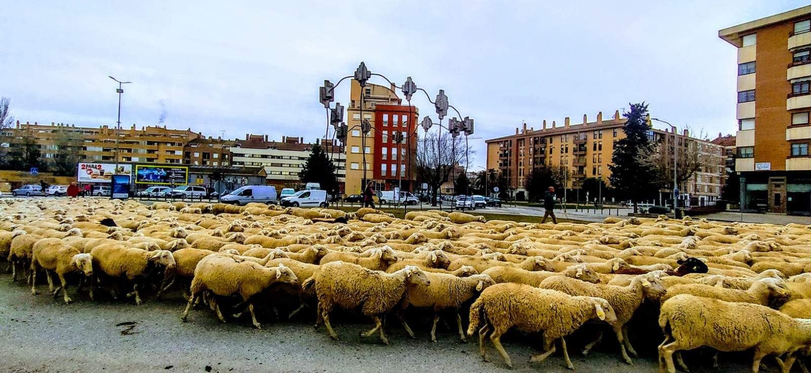 Imágenes de una trashumancia por las calles de Huesca, camino de Apiés. Foto Joaquín Santafé