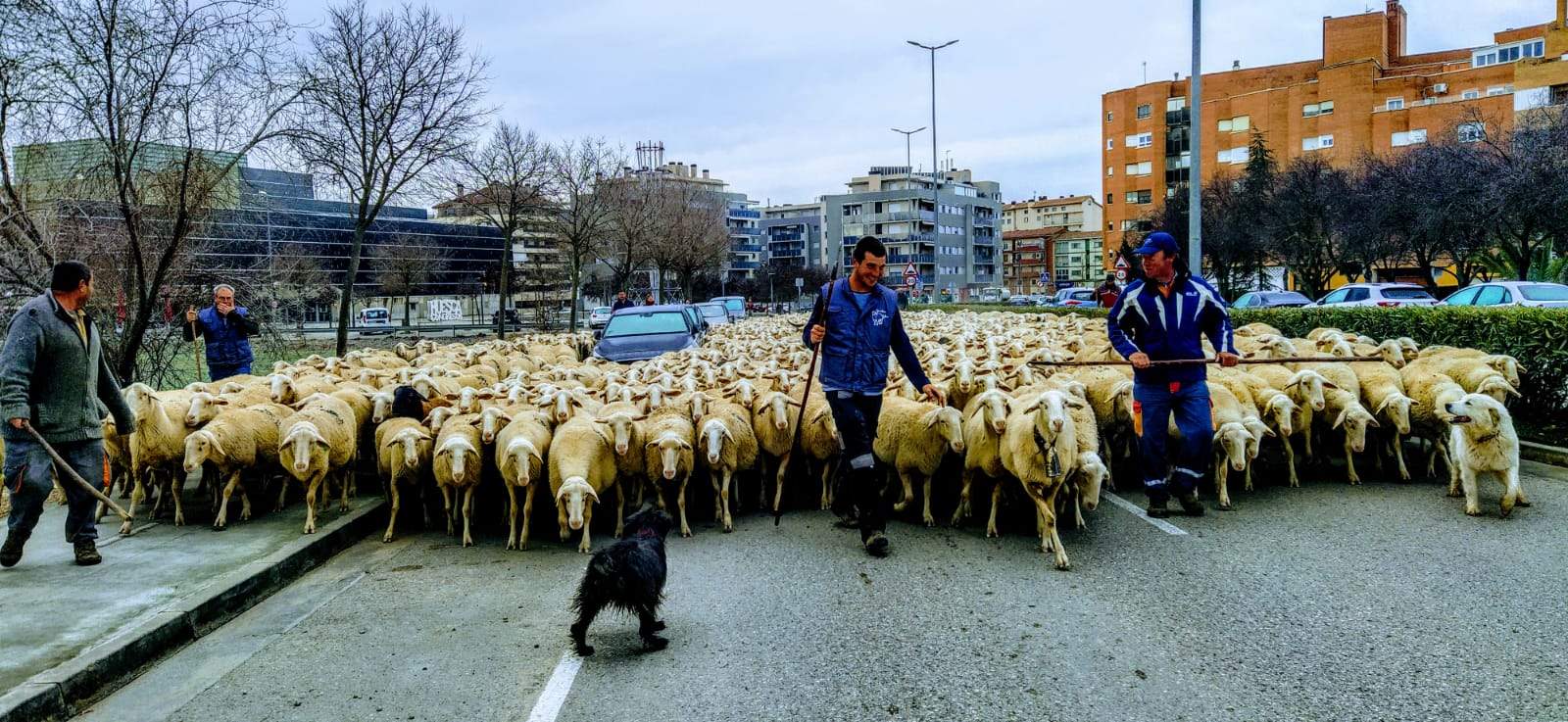 Imágenes de una trashumancia por las calles de Huesca, camino de Apiés. Foto Joaquín Santafé