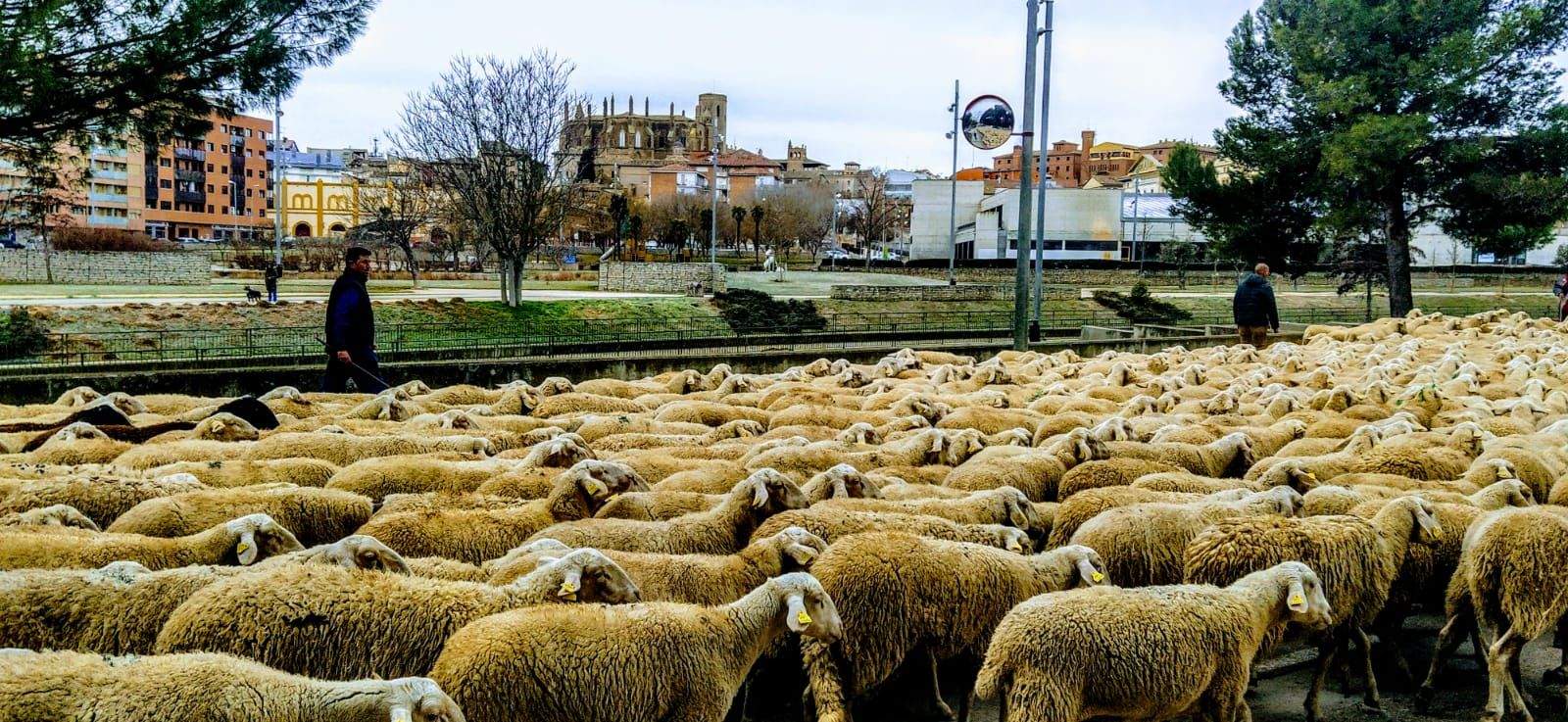 Imágenes de una trashumancia por las calles de Huesca, camino de Apiés. Foto Joaquín Santafé
