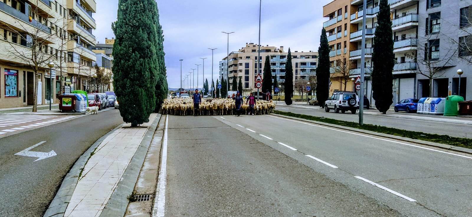 Imágenes de una trashumancia por las calles de Huesca, camino de Apiés. Foto Joaquín Santafé
