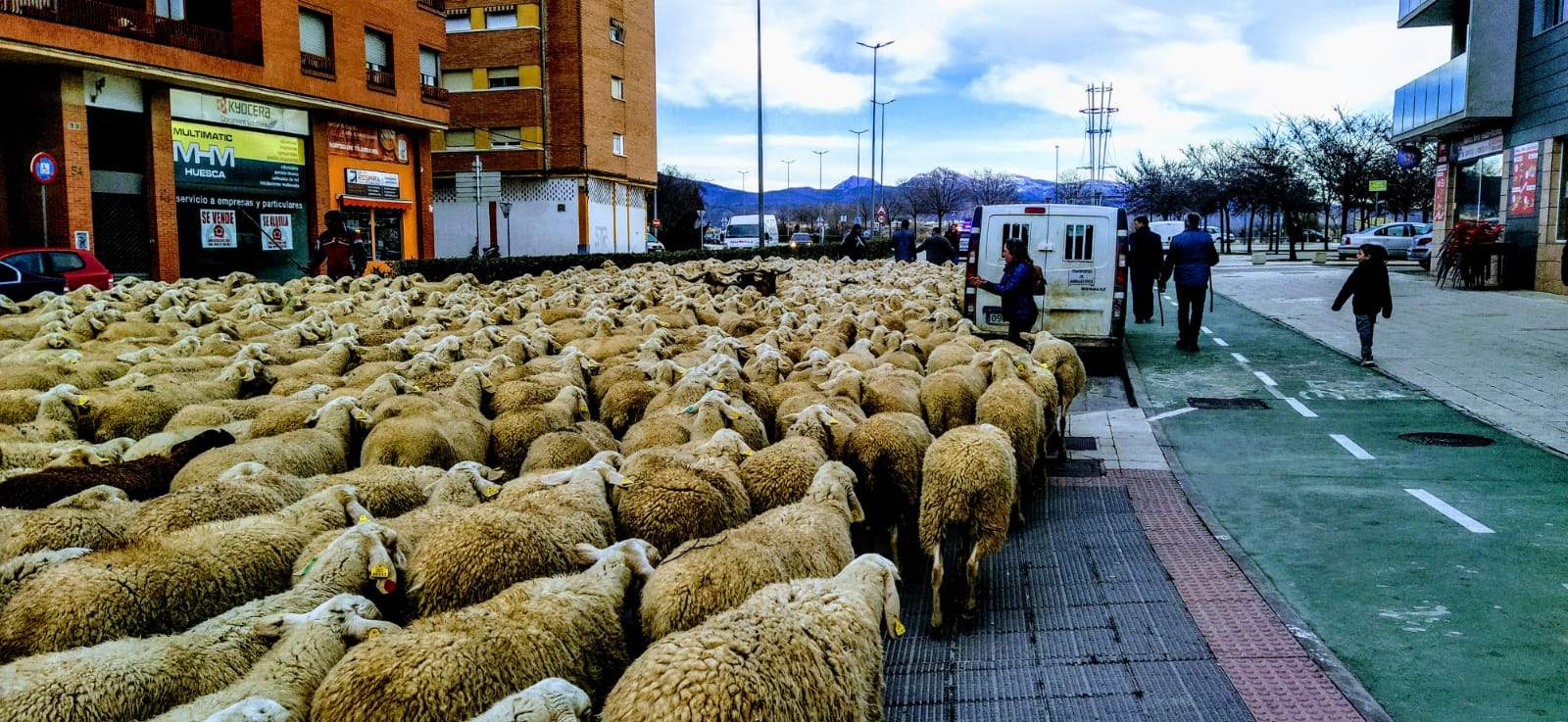 Imágenes de una trashumancia por las calles de Huesca, camino de Apiés. Foto Joaquín Santafé