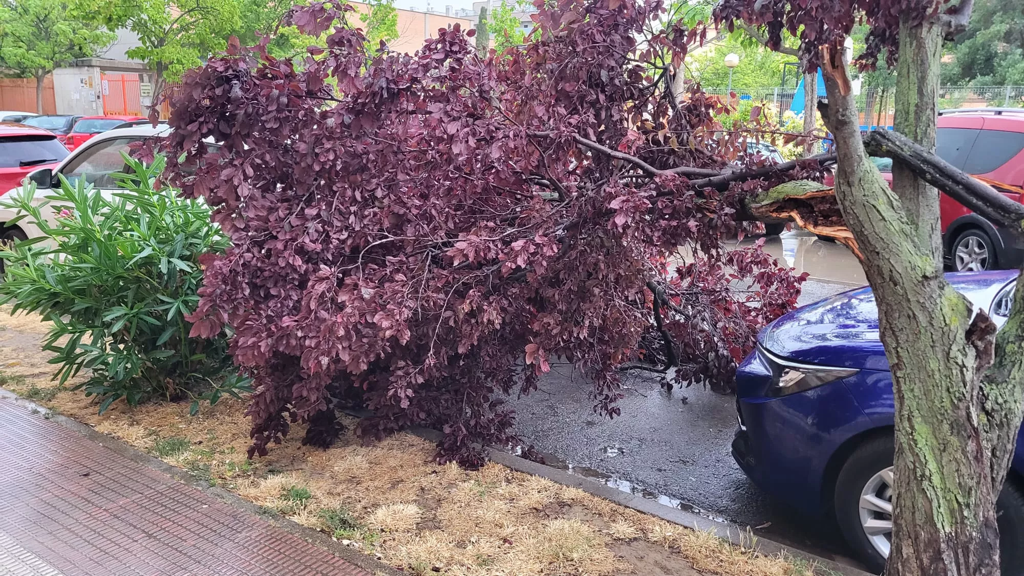Efectos de la tormenta de este domingo en Los Olivos 19.