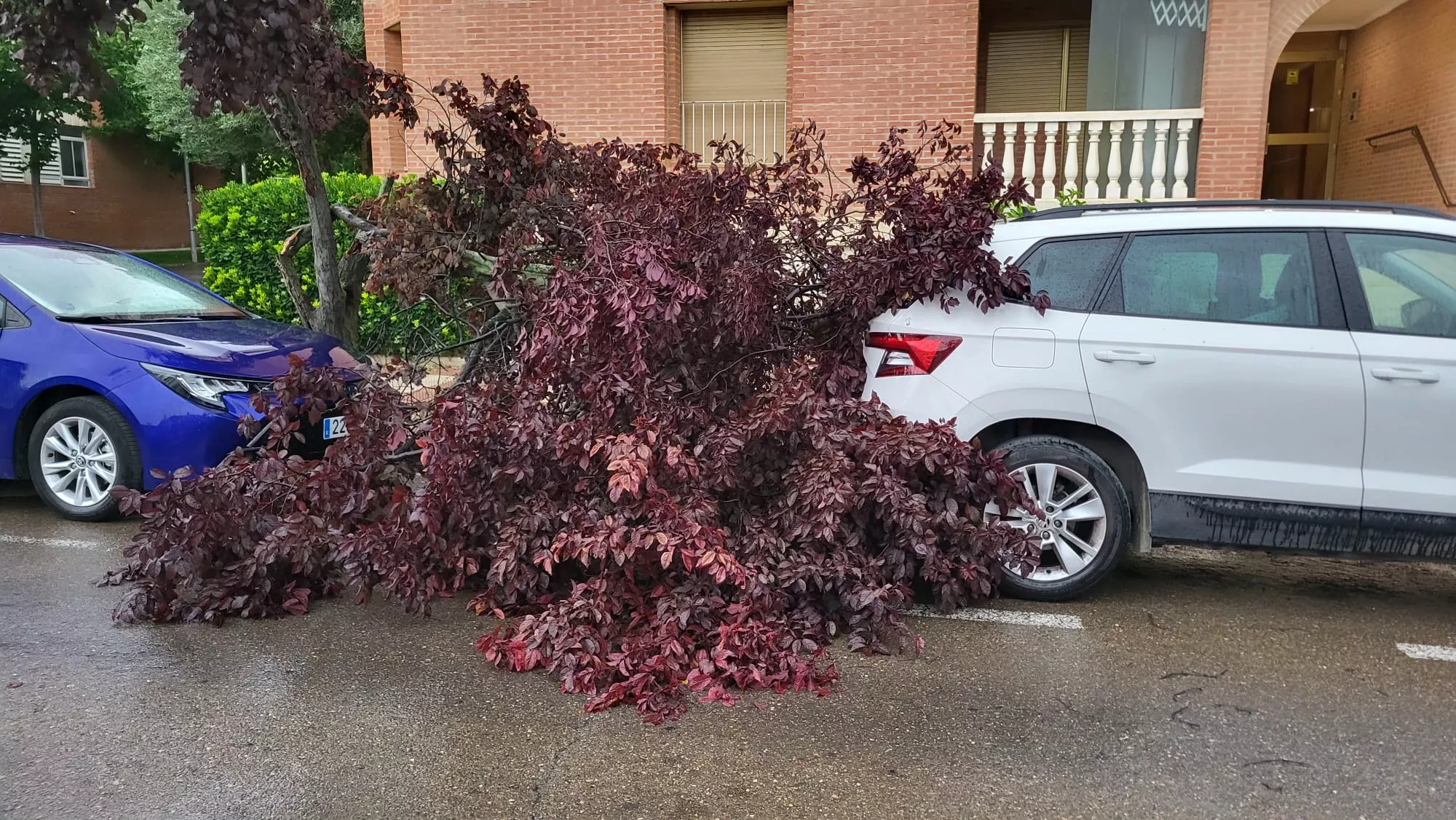 Efectos de la tormenta de este domingo en Los Olivos 19.