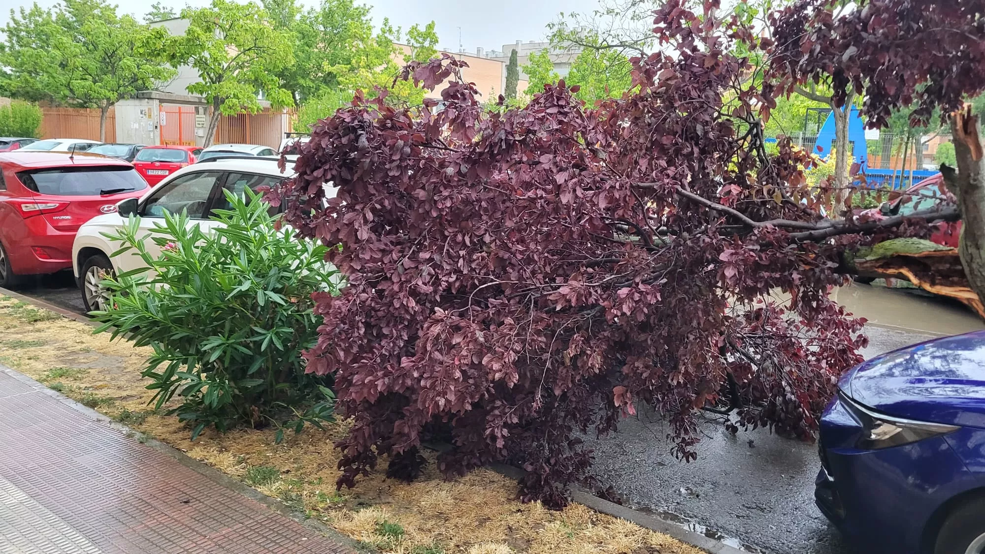 Efectos de la tormenta de este domingo en Los Olivos 19.