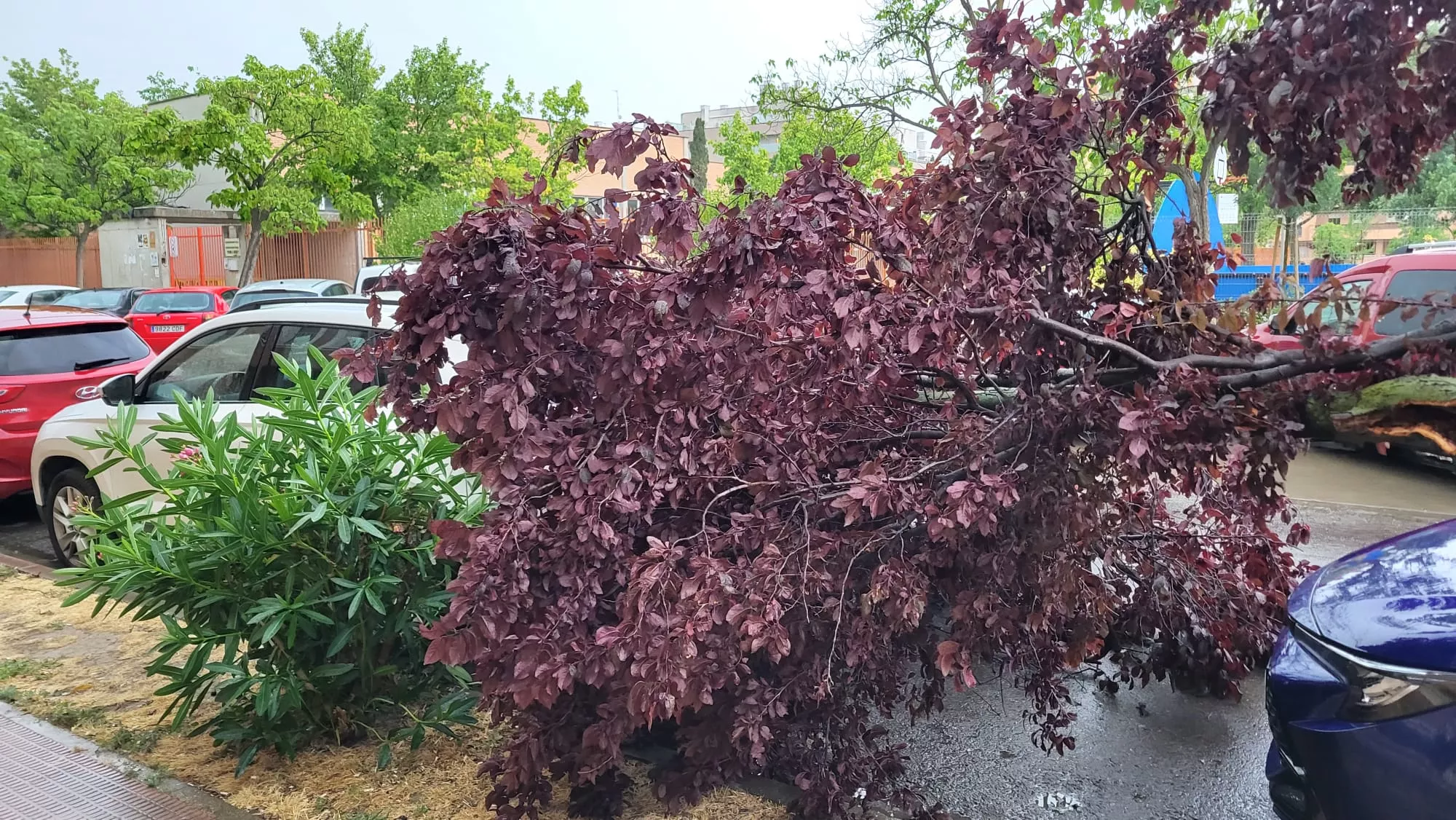Efectos de la tormenta de este domingo en Los Olivos 19.