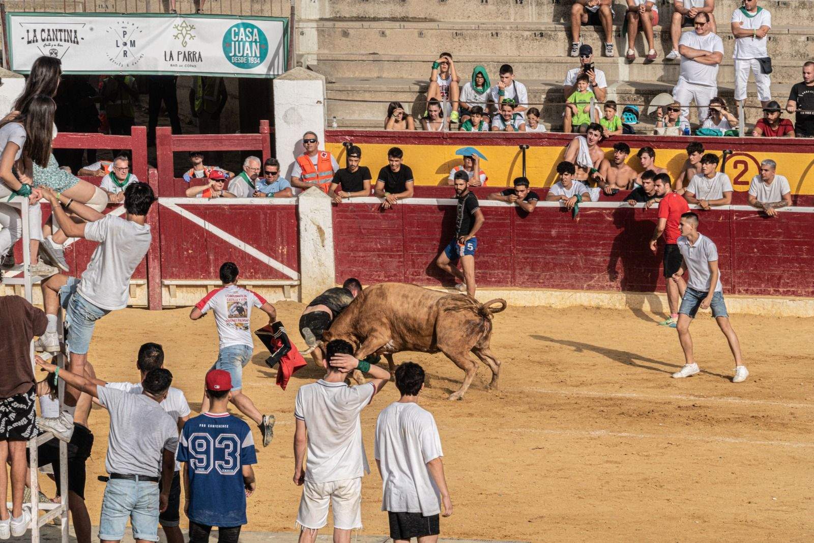 Vaquillas en la jornada de este sábado. Foto José Antonio Terrón 