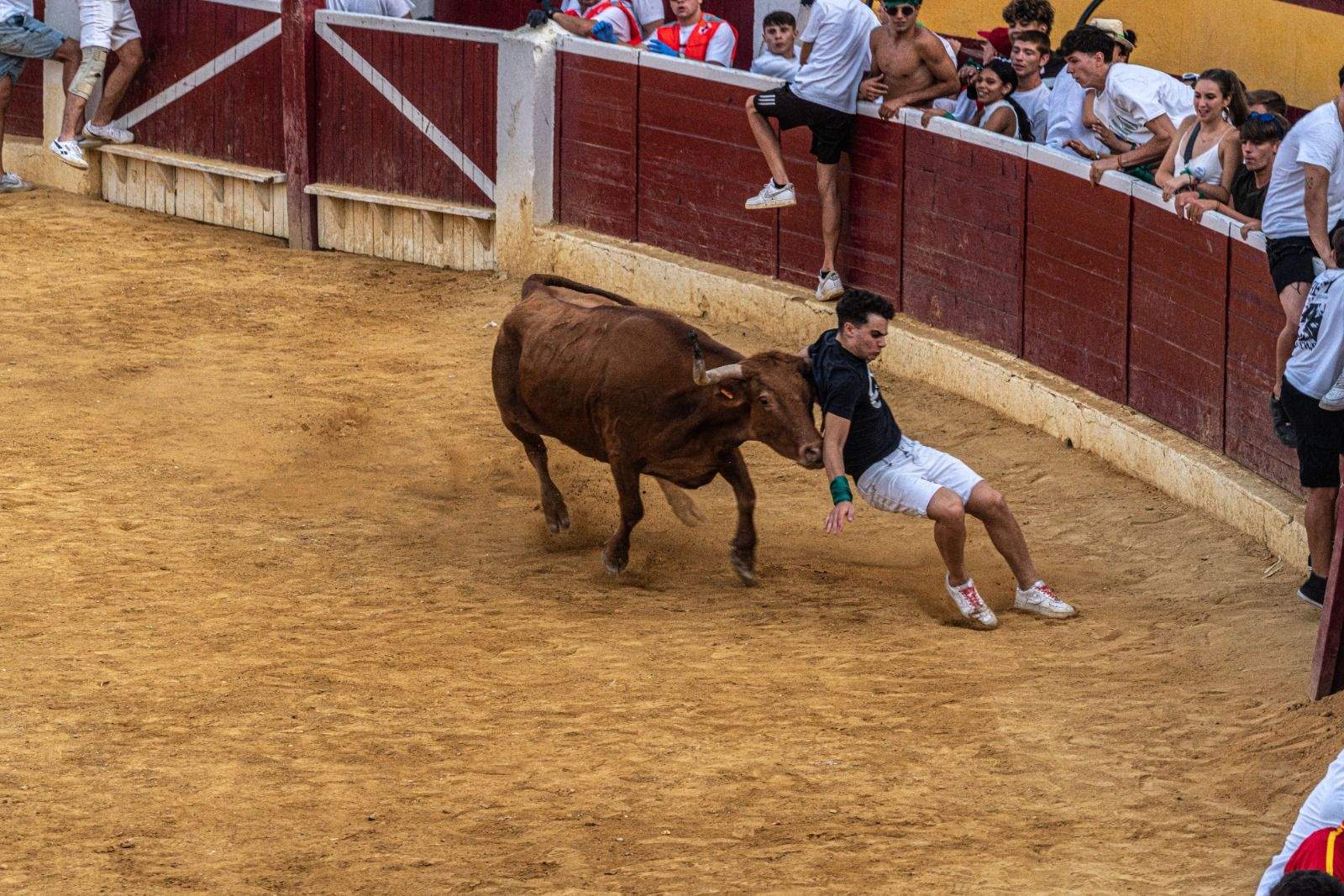 Vaquillas en la jornada de este sábado. Foto José Antonio Terrón 