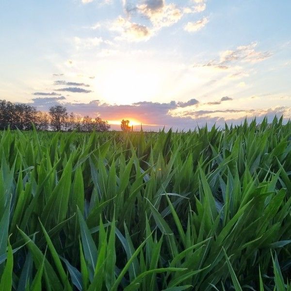 Cultivo de maíz en España Cultivo de maíz en España